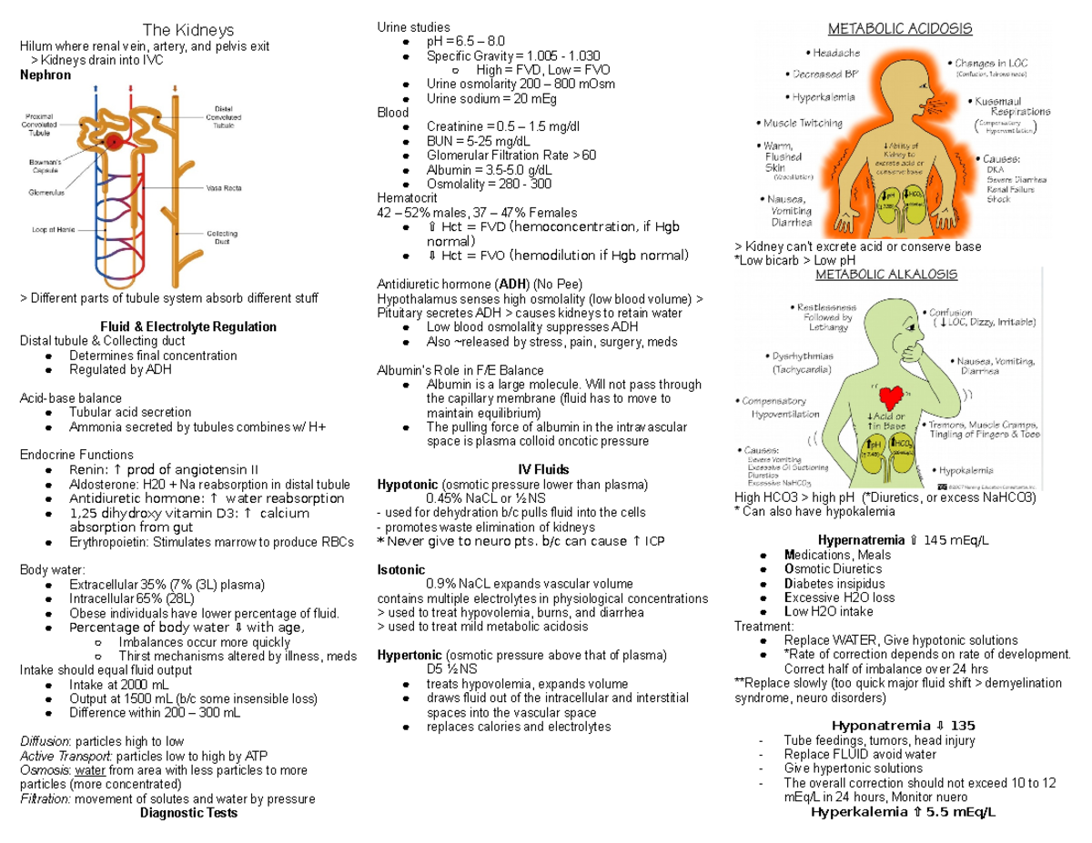 Renal and ADH - The Kidneys Hilum where renal vein, artery, and pelvis ...