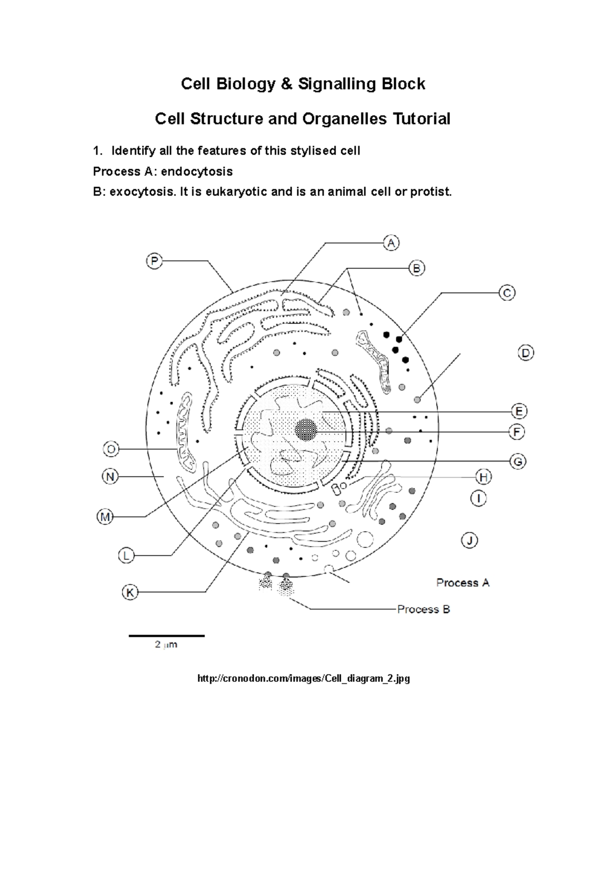 CBS Cell Structre and Organelle Tutorial 2022 - Cell Biology ...