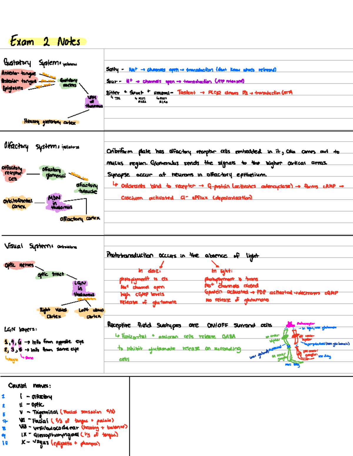 Exam 2 Diagrams - practice for exam 2 - Exam 2 Notes ustatory ...