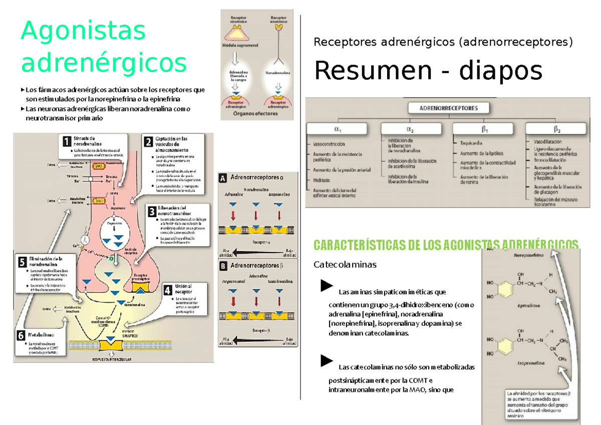 Agonistas adrenérgicos - Agonistas adrenérgicos Los fármacos ...