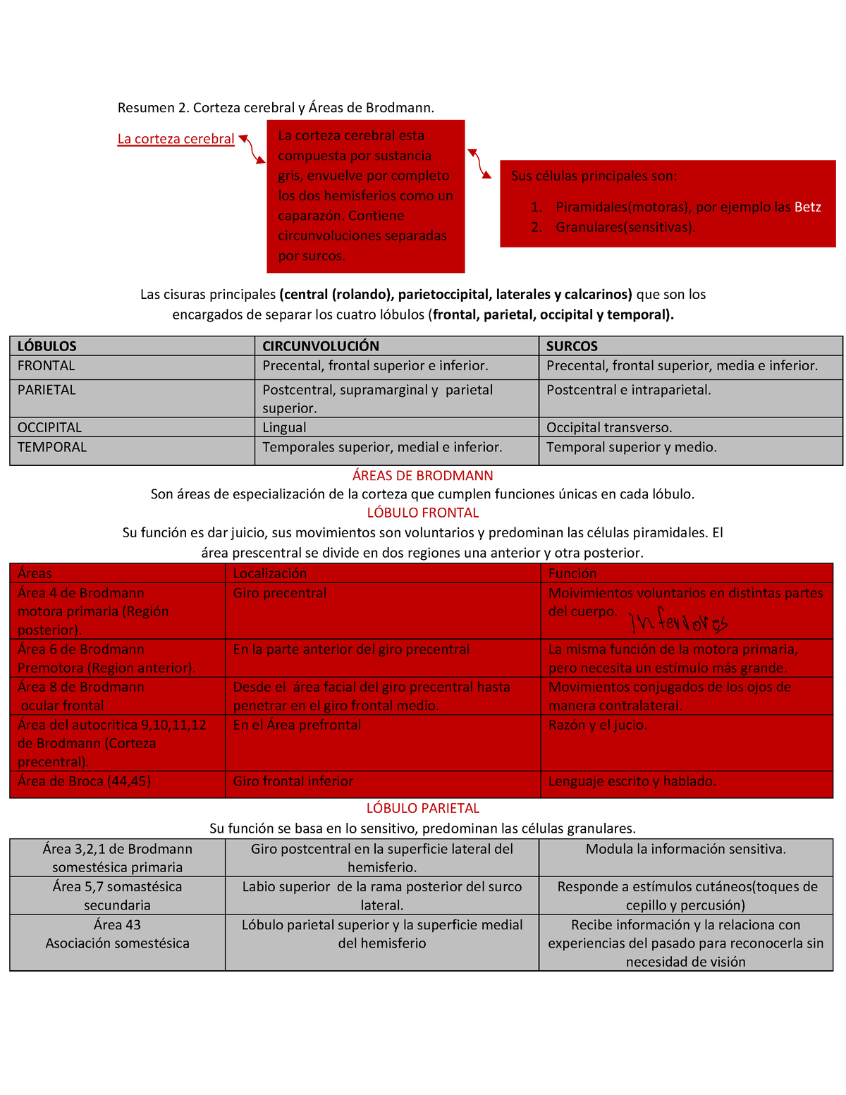 Resumen 2, Áreas De Brodmann - Resumen 2. Corteza Cerebral Y Áreas De ...