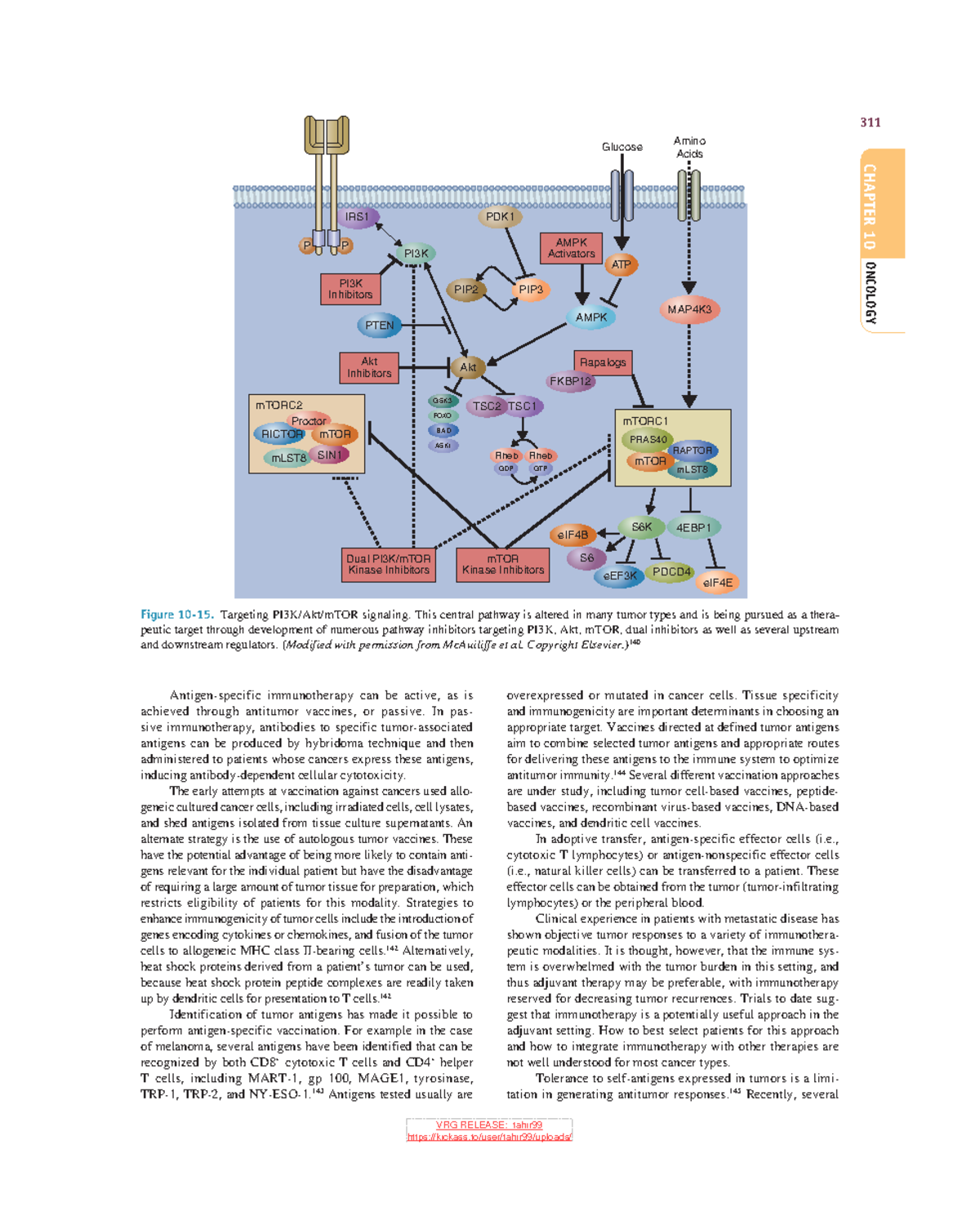 Schwartz S Principles Of Surgery 20 311 Oncology Chapter 10 Antigen Specific Immunotherapy Can