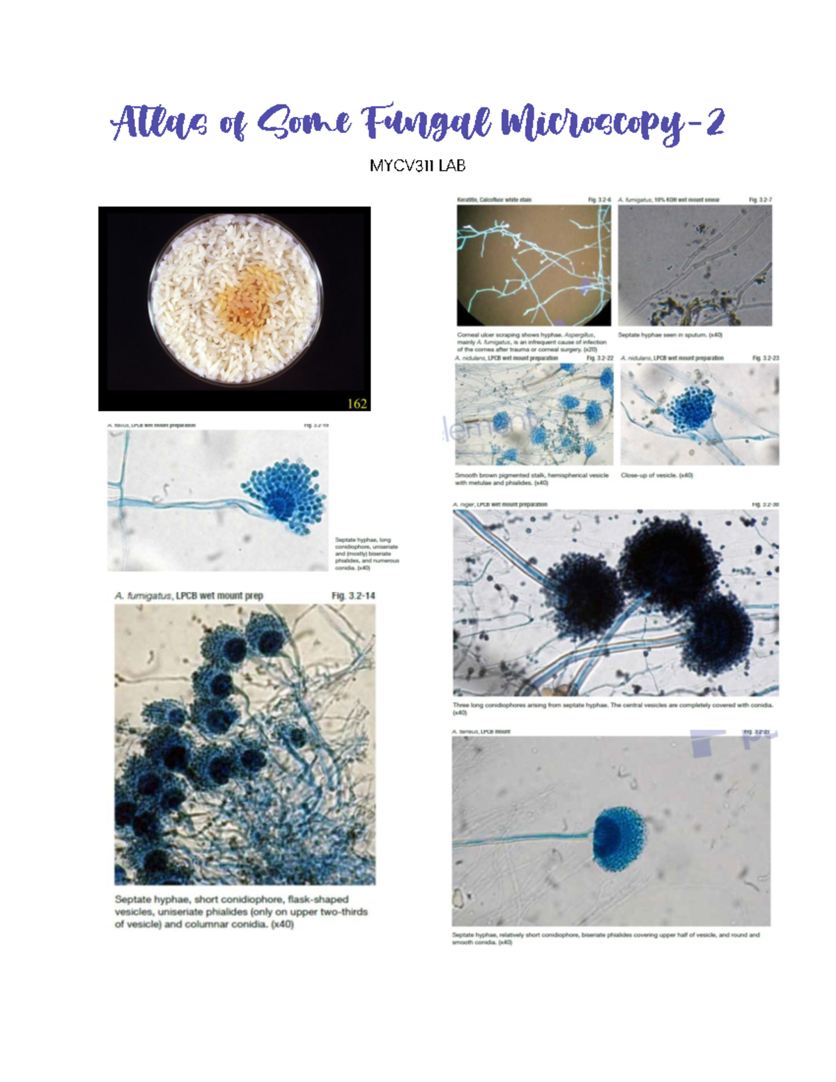 MYCV311 LAB Atlast OF SOME Fungal Microscopy 2 - Mycology and Virology ...