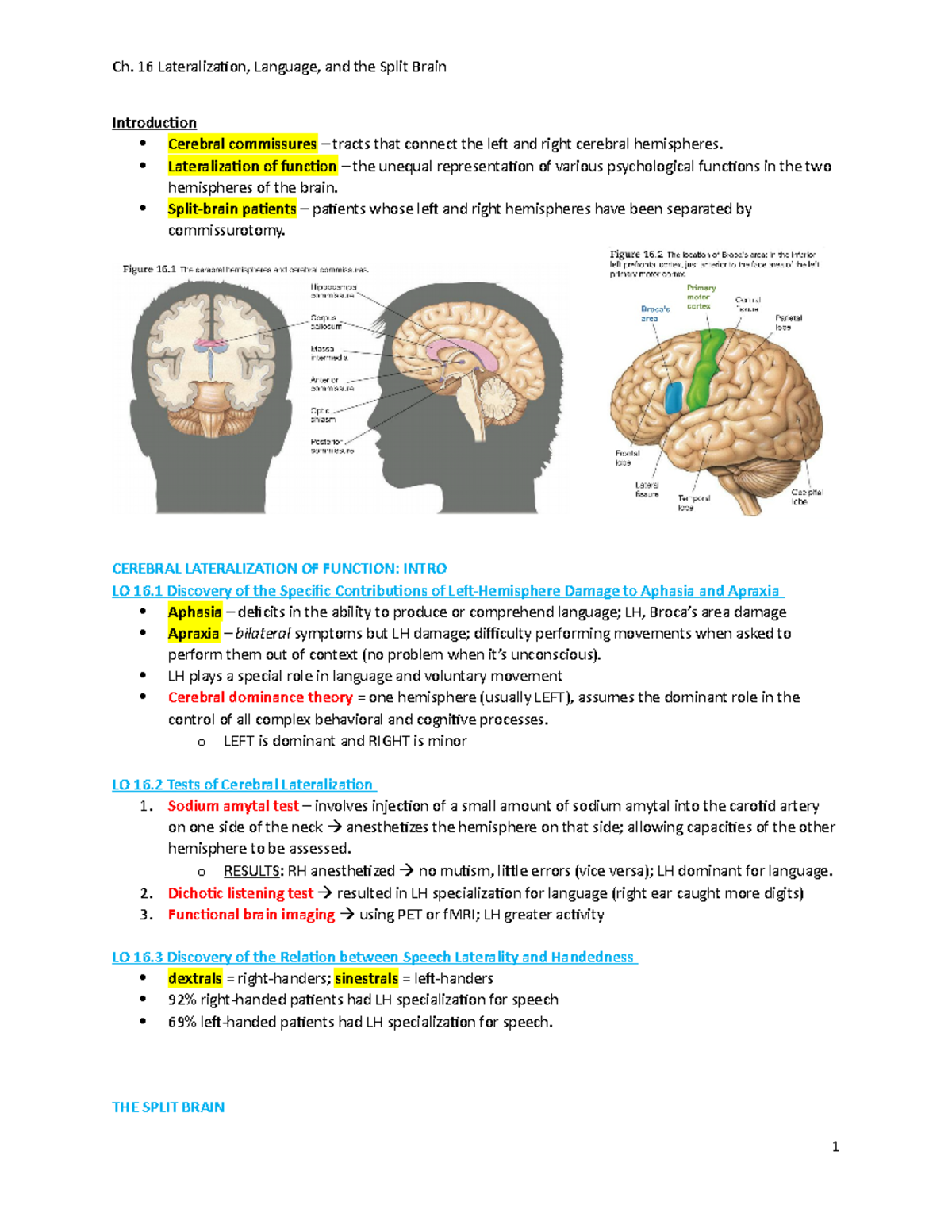 lateralization-of-the-brain-sharedoc