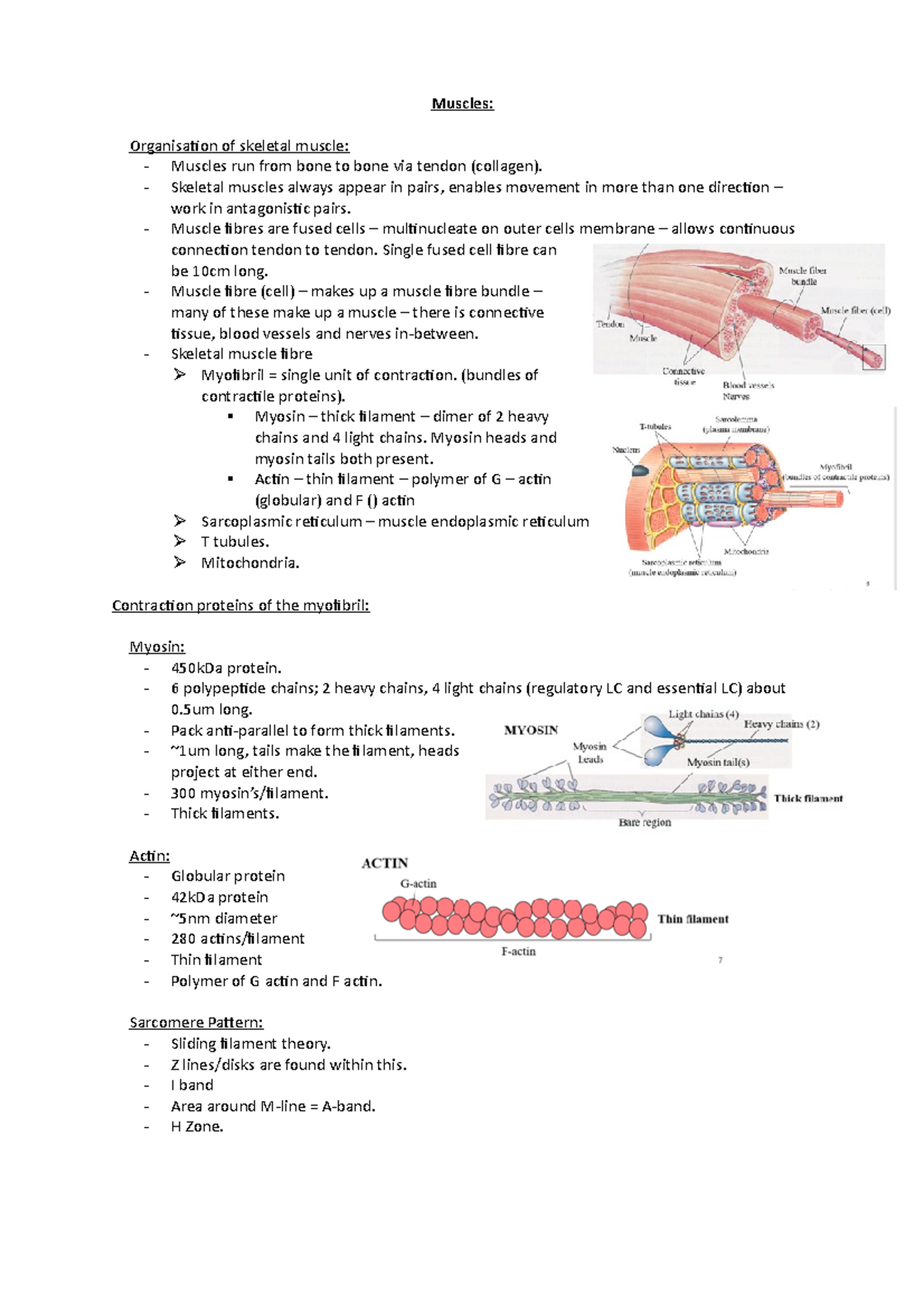 Muscles - Skeletal muscles always appear in pairs, enables movement in ...