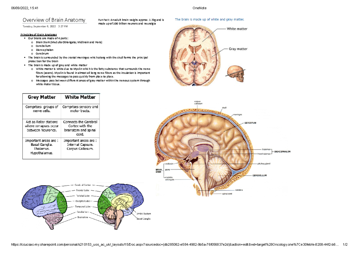 Overview of Brain anatomy - 06/09/2022, 15:41 OneNote - Studocu