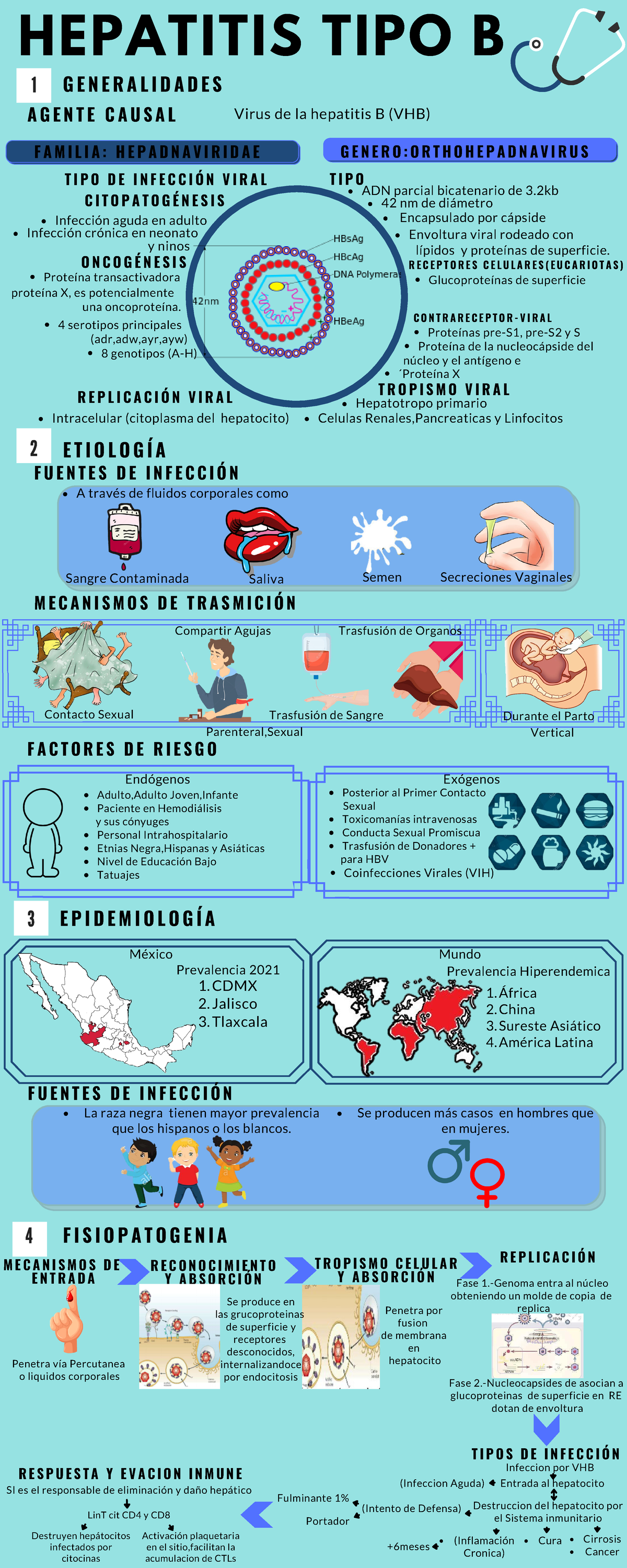 Hepatitis B - Apuntes De Medicina - R E C O N O C I M I E N T O Y A B S ...