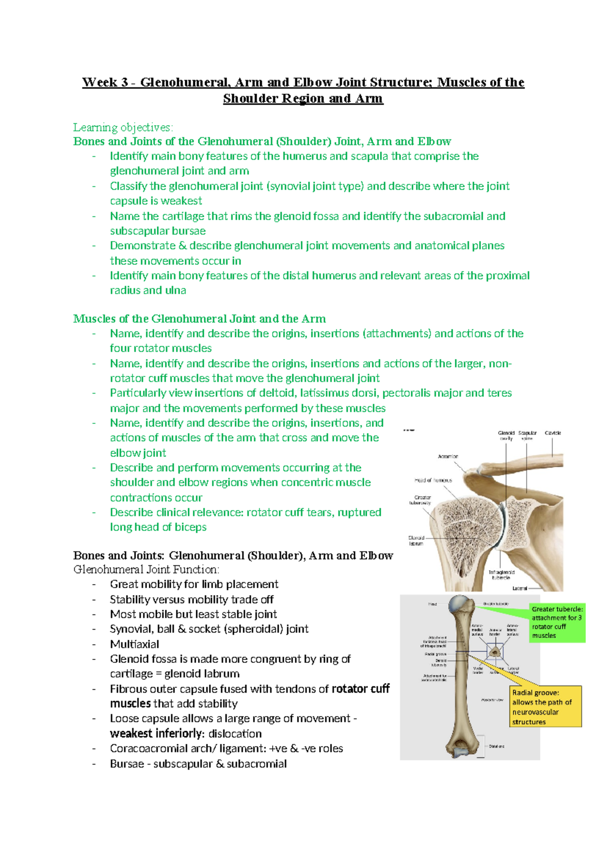 Week 3 hubs1401 - Week 3 - Glenohumeral, Arm and Elbow Joint Structure ...