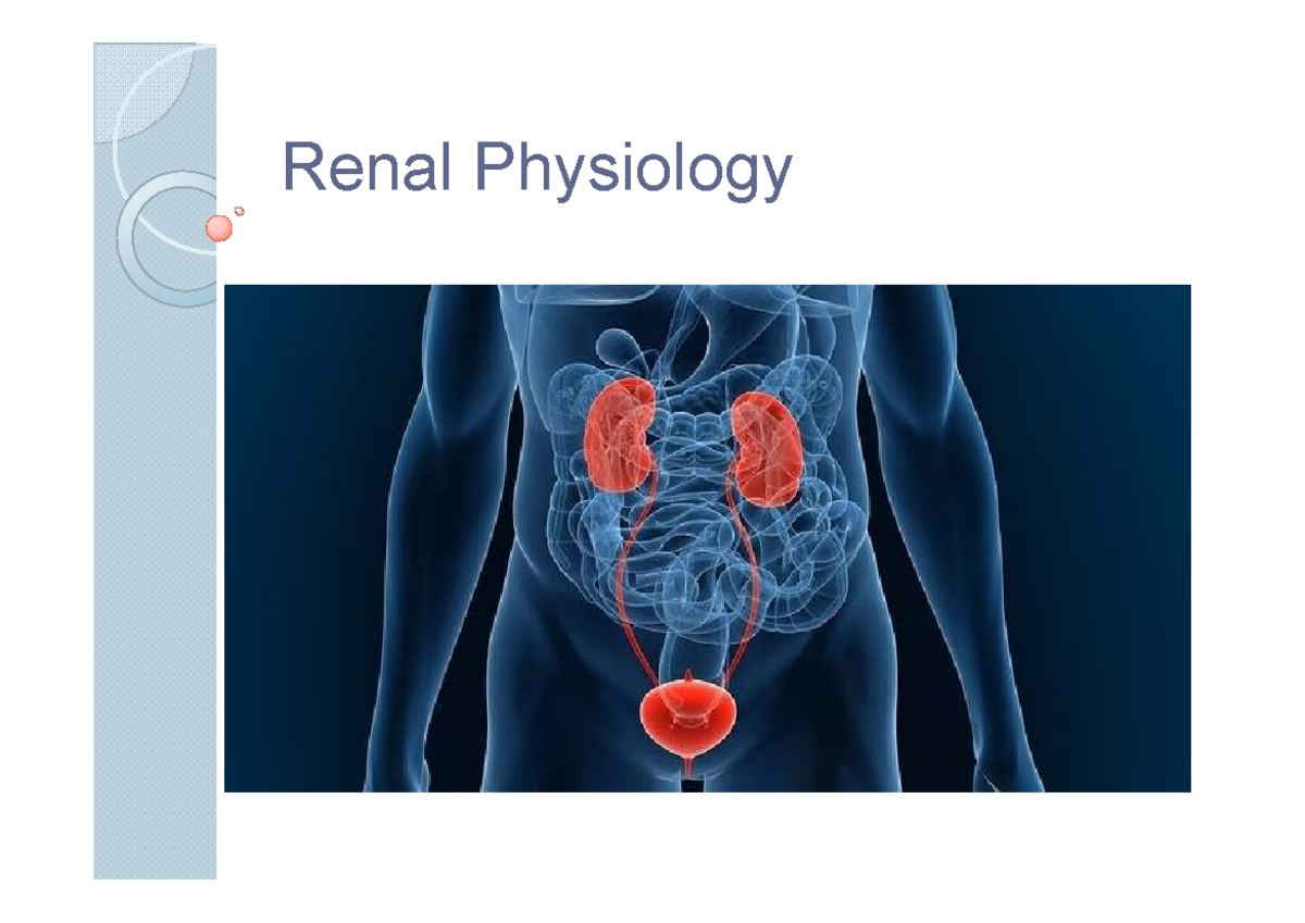 Unit 3 - renal physiology - Renal Physiology Internal anatomy of the ...