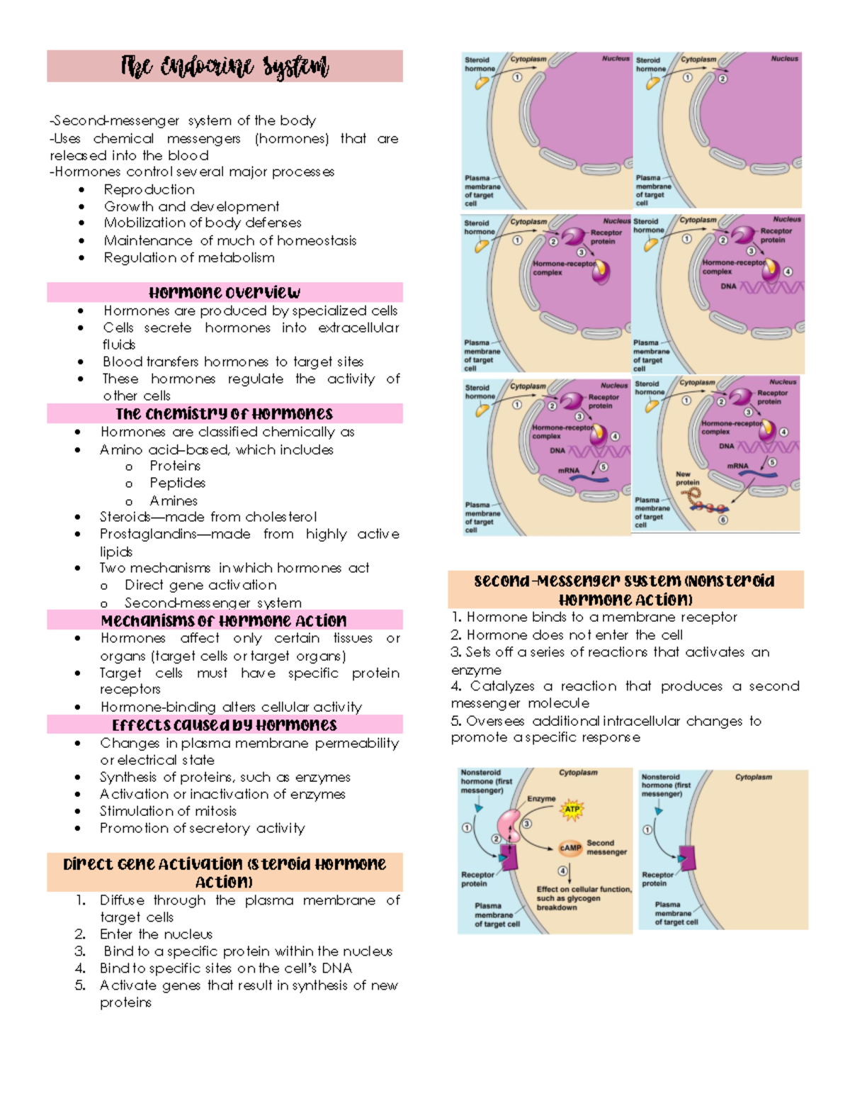 The-Endocrine-System -Second-messenger system of the body -Uses ...