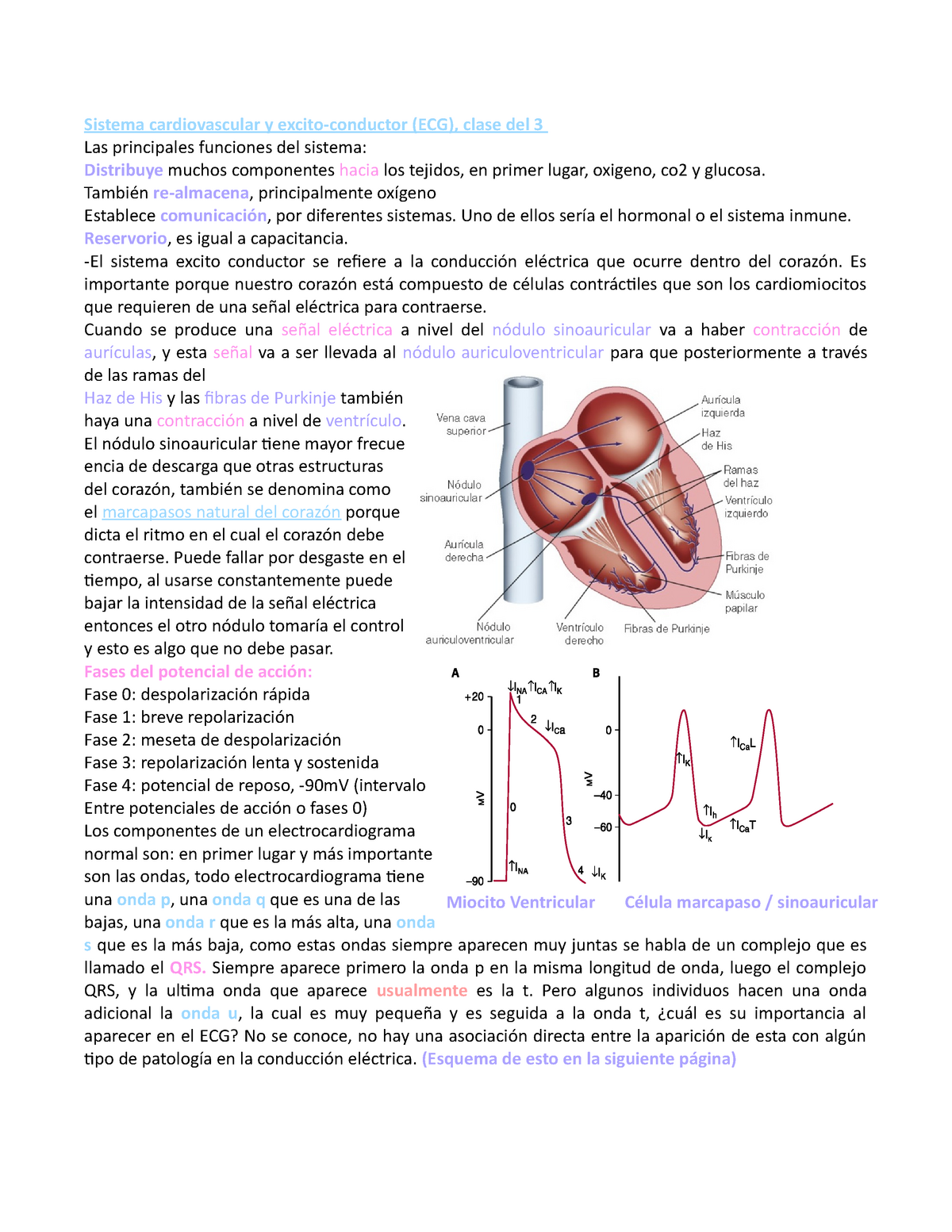 Tipeos De Las Clases Fisiosiologia Humana Sistema Cardiovascular Y Excito Conductor Ecg