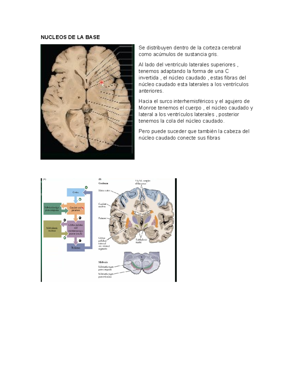 Nucleos de la base - Resumen neurociencias - NUCLEOS DE LA BASE Se ...