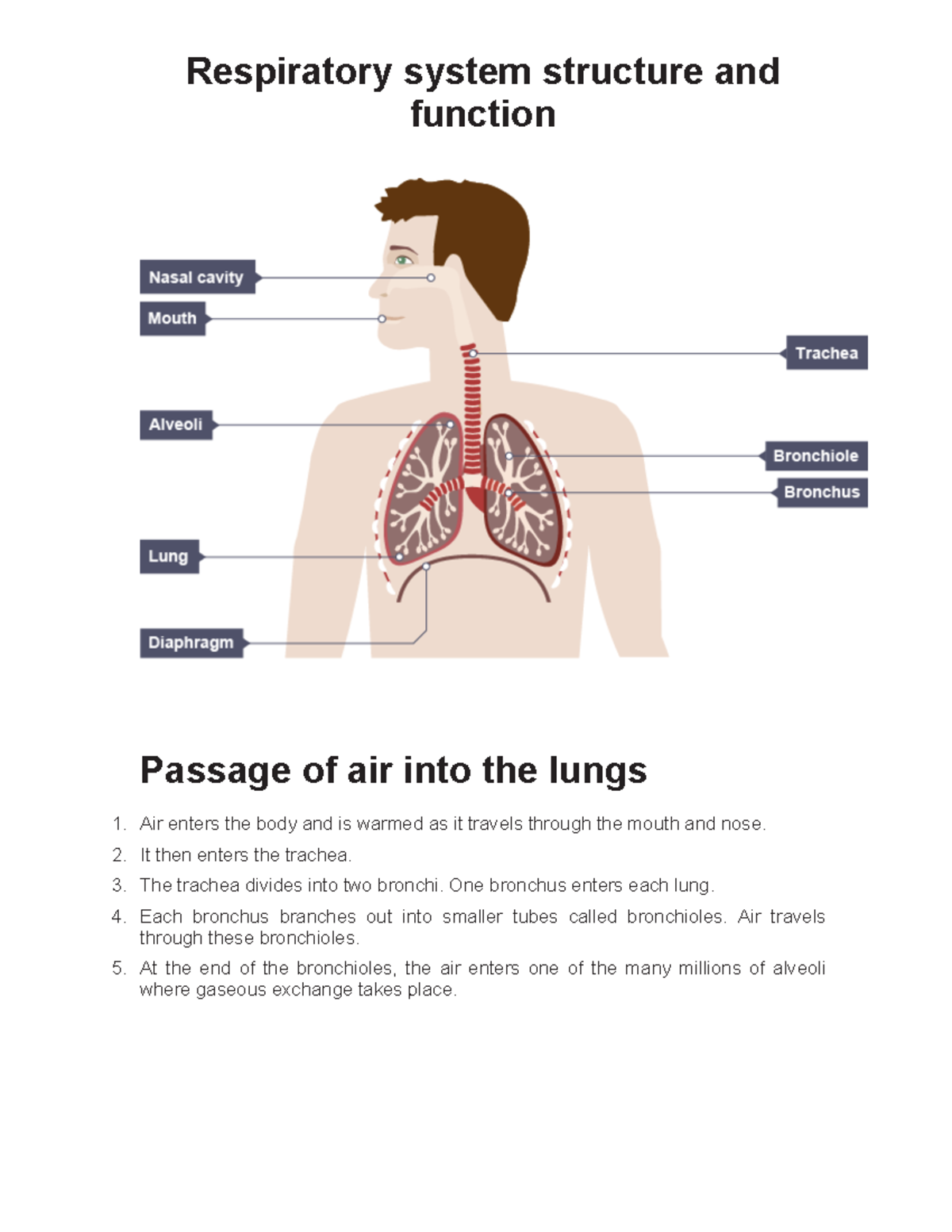 respiratory system functions and structure