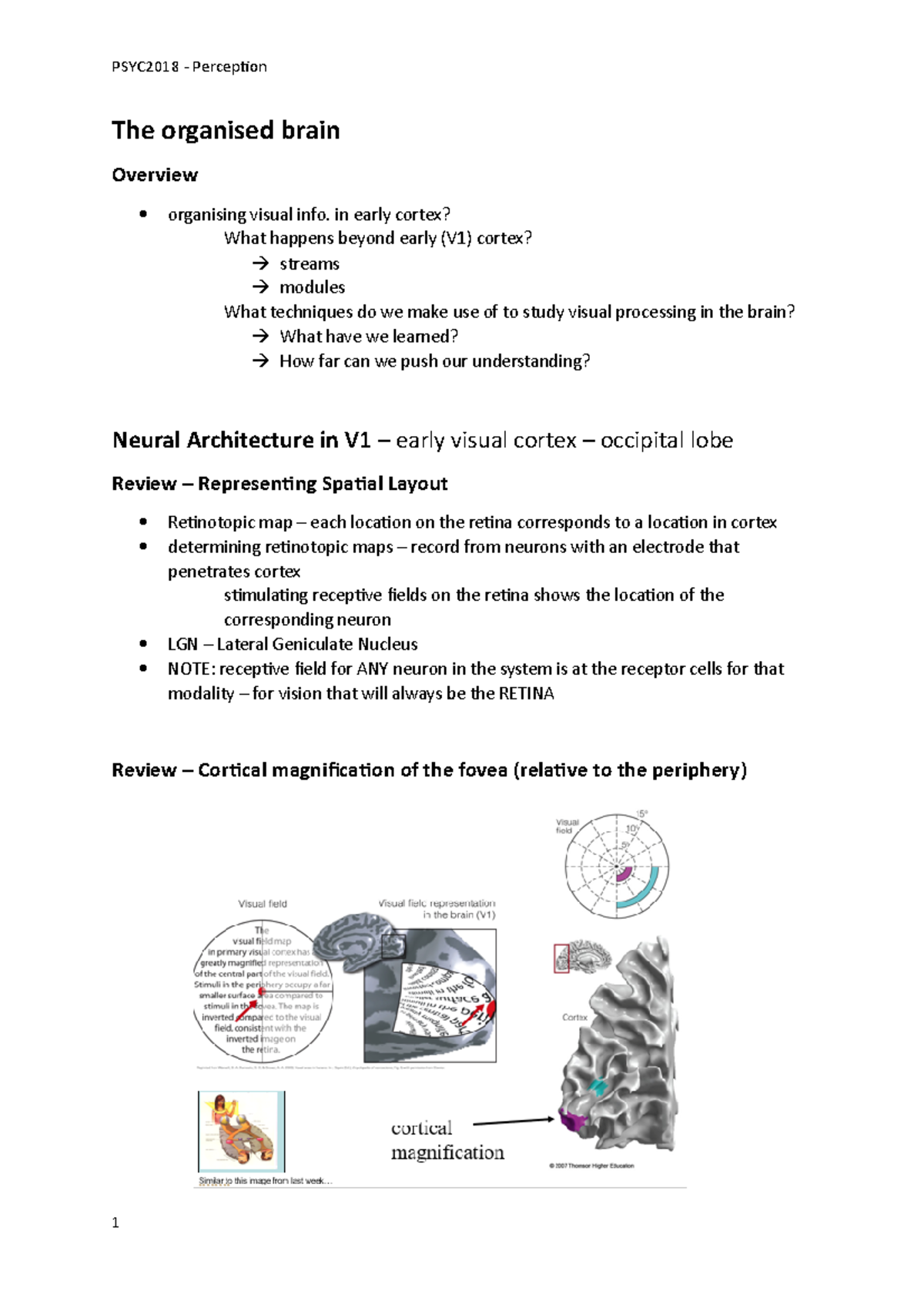 The organised brain - week 4 - The organised brain Overview organising ...
