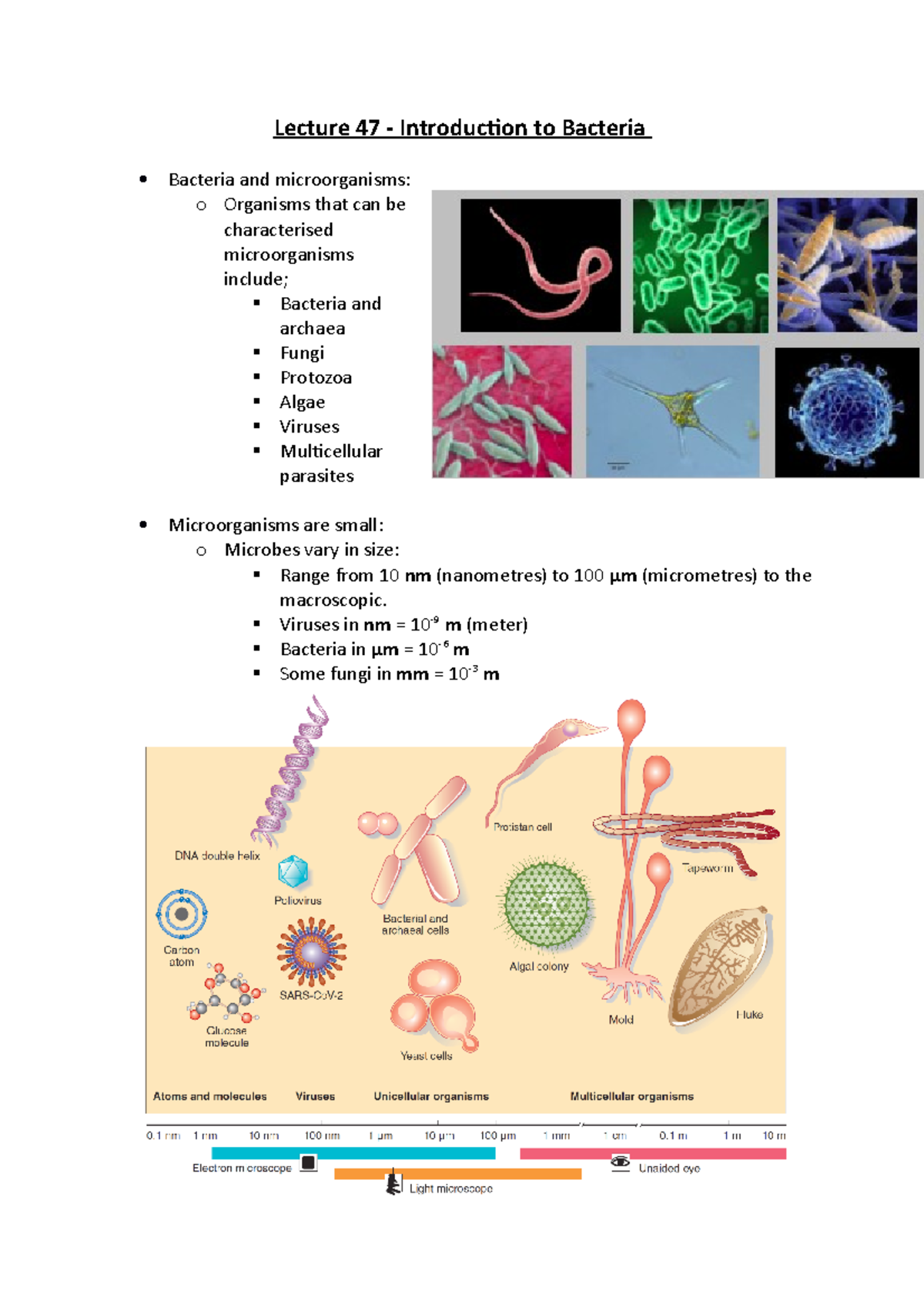 Lecture 47 - Introduction To Bacteria - Lecture 47 - Introduction To ...