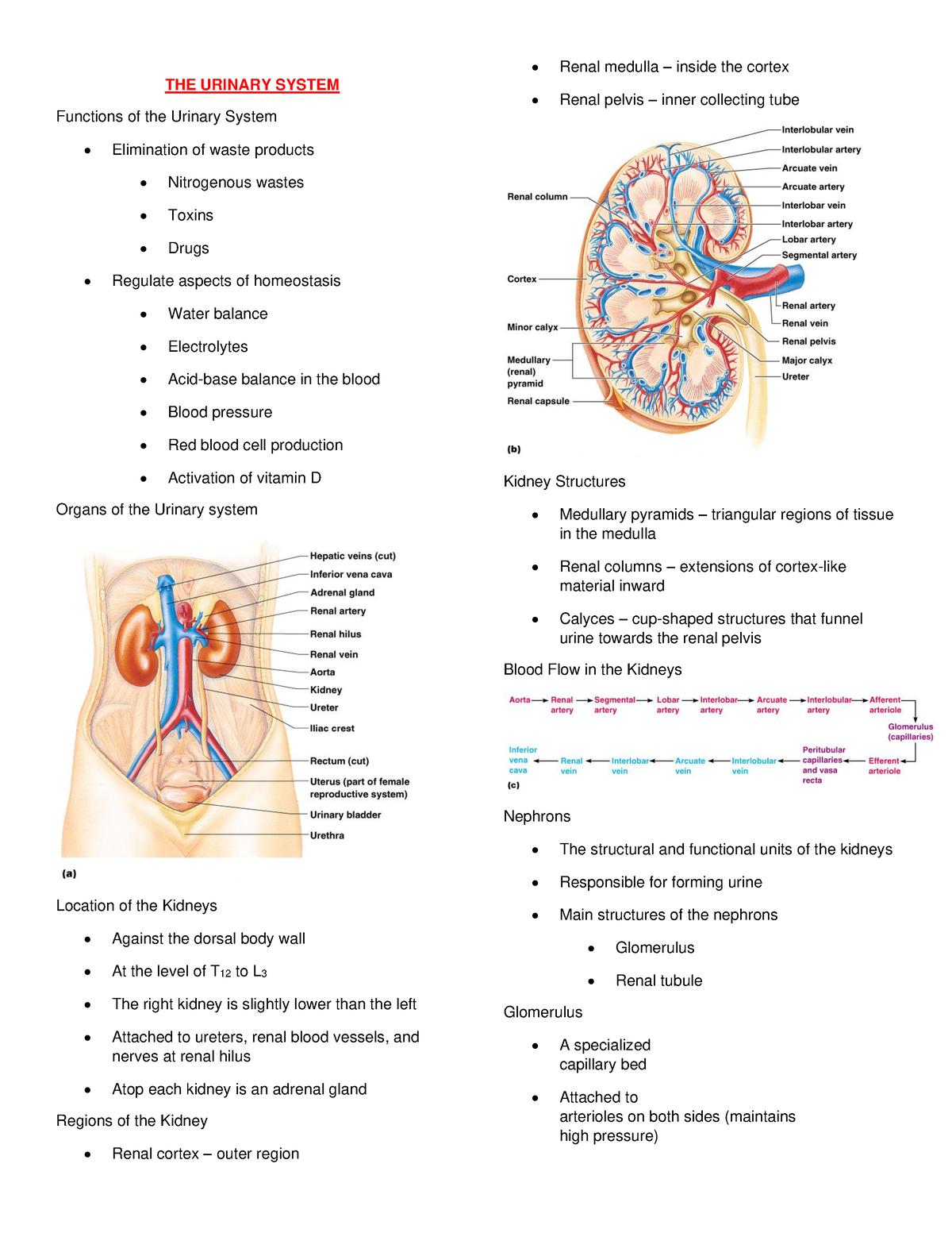 THE Urinary System - THE URINARY SYSTEM Functions of the Urinary System ...