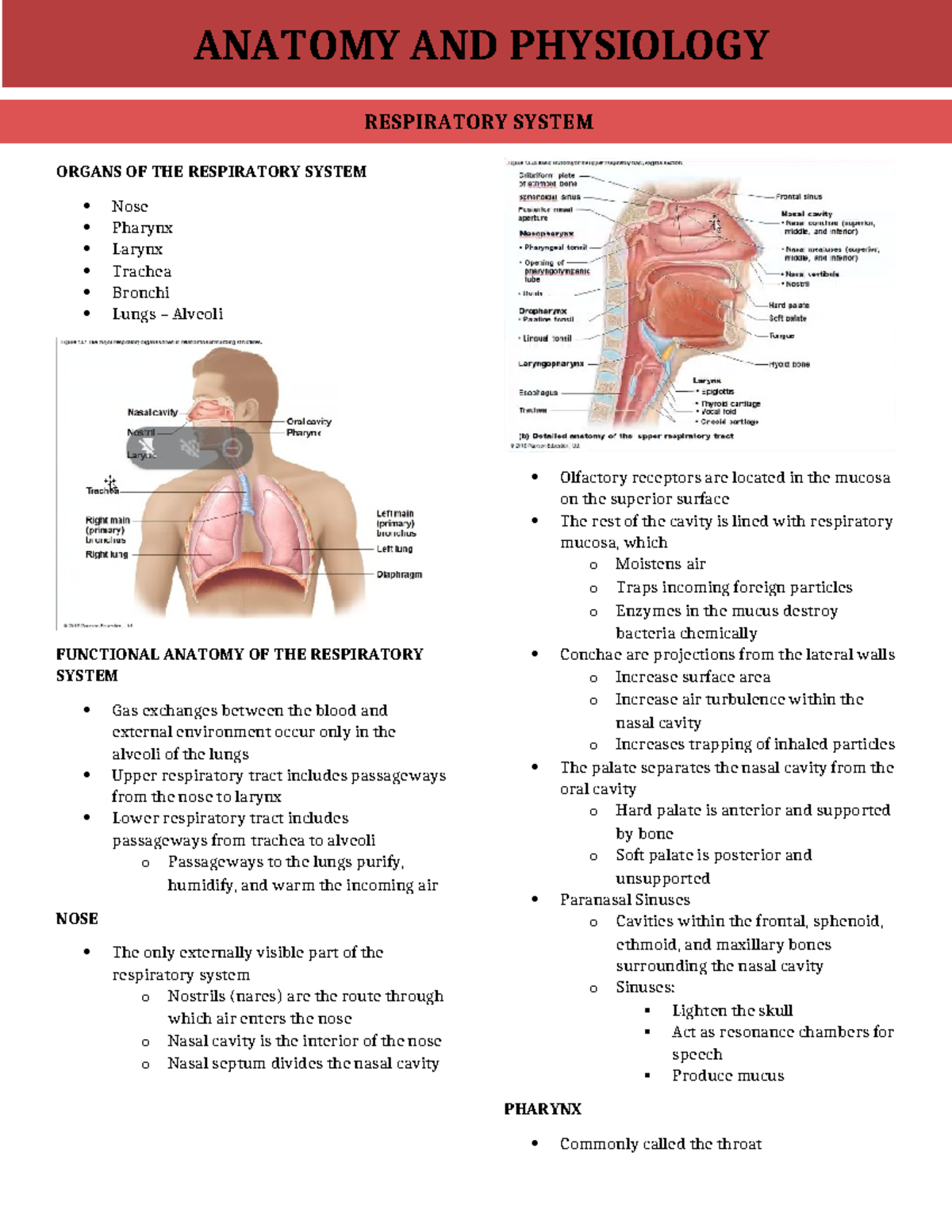 Respiratory- System - Summary Anatomy and Physiology - ORGANS OF THE ...