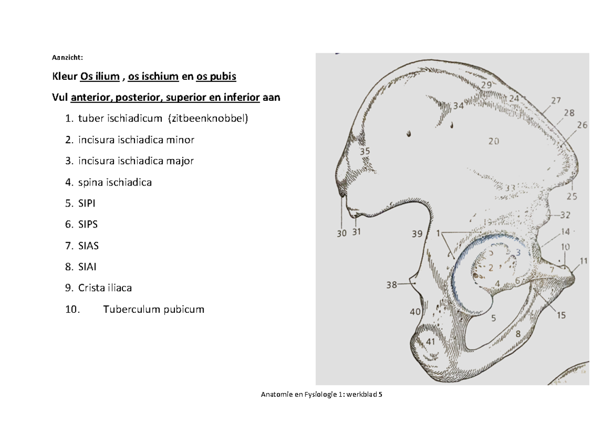 Werkblad 5 bekken - Anatomie en Fysiologie 1: werkblad 5 Aanzicht
