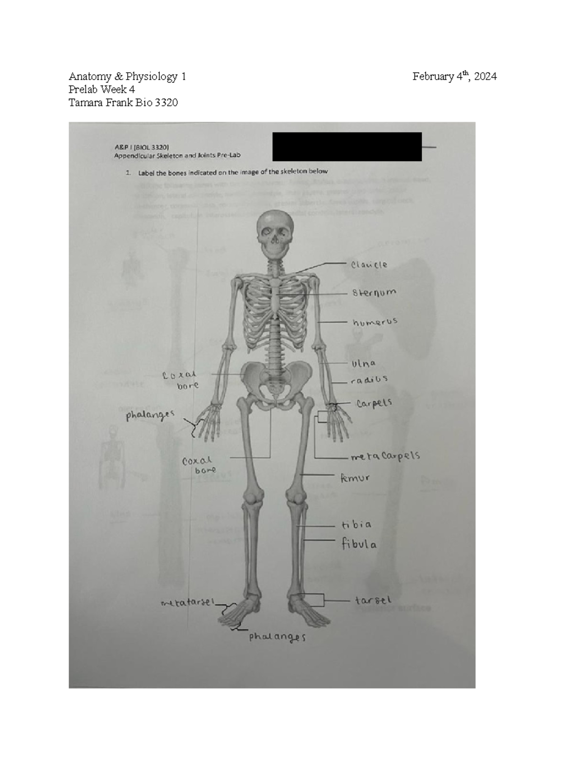 A&P1Pre Lab Week 4 - Skeletal System - BIOL 3320 - Anatomy & Physiology ...