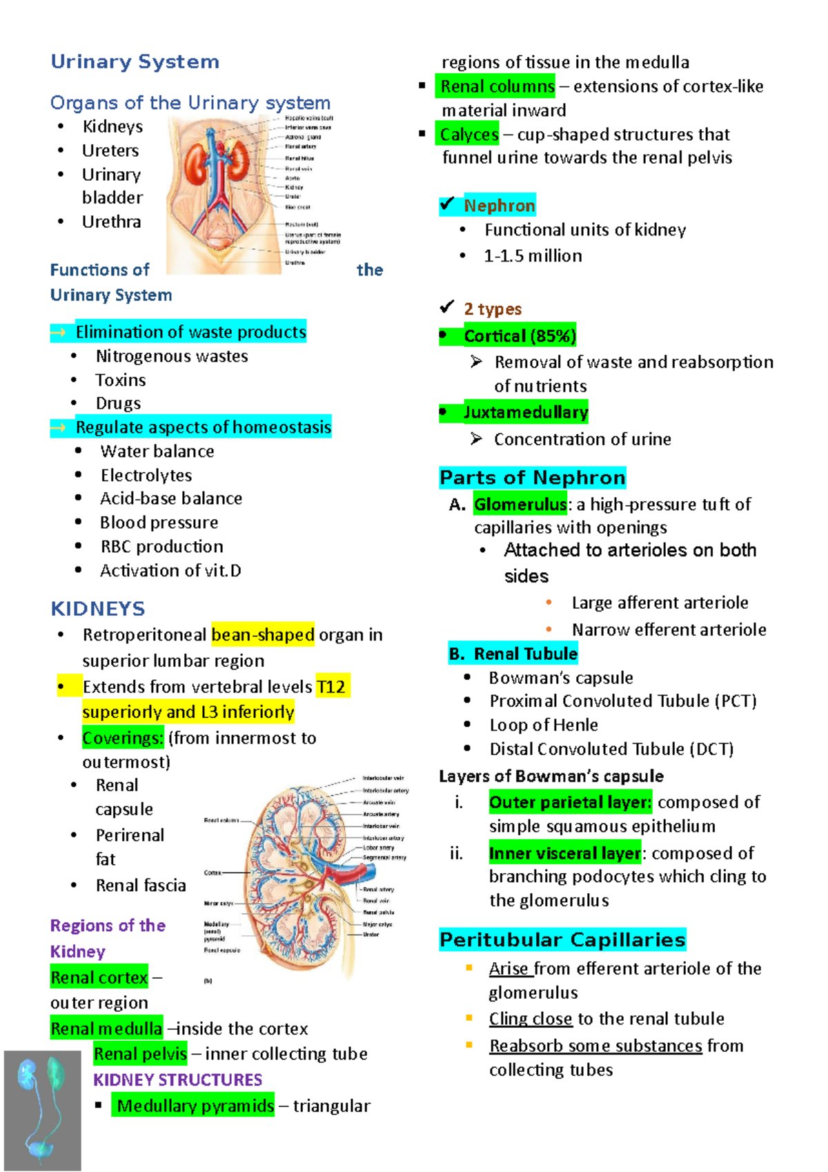 Urinary System - Urinary System Organs of the Urinary system - Kidneys ...