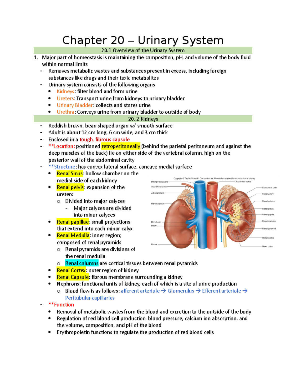 Chapter 20 – Urinary System - Chapter 20 – Urinary System 20 Overview ...