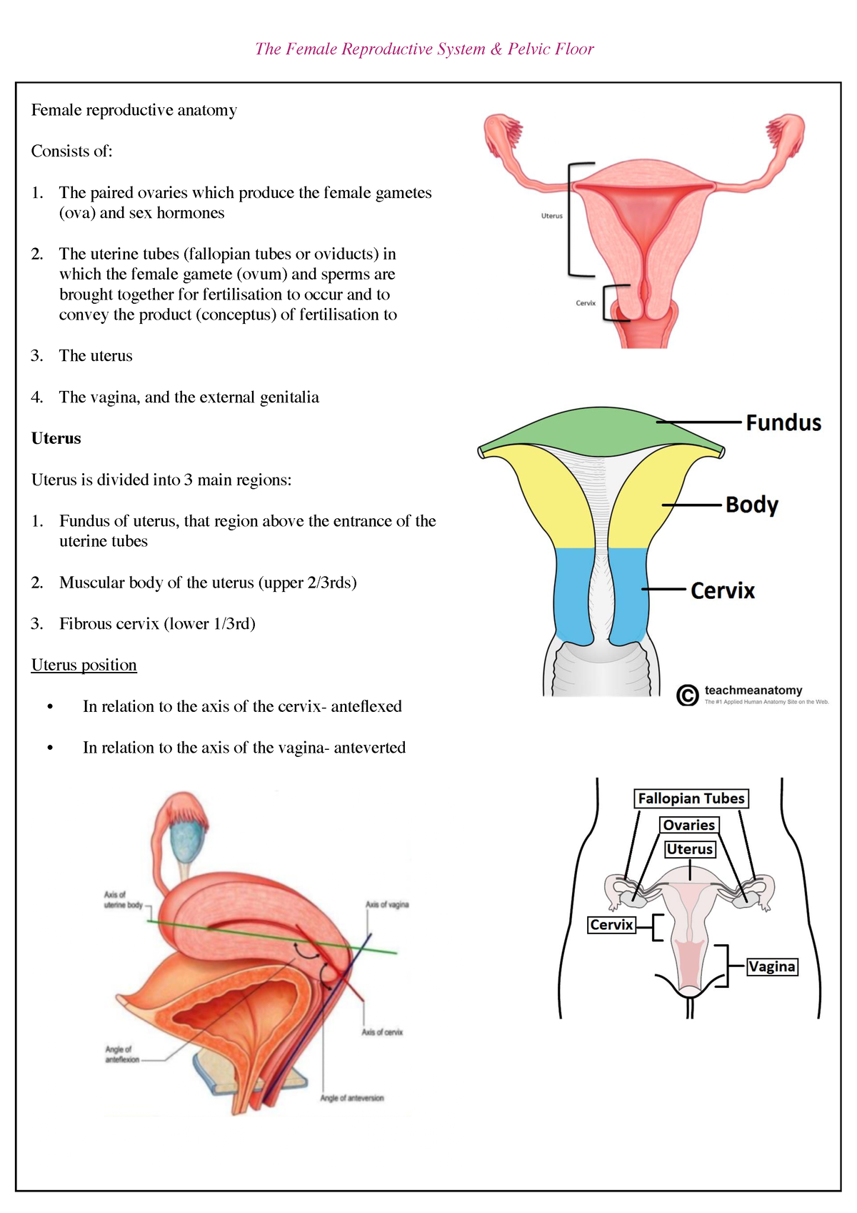 Female reproductive system - The mesentery covering the ovary Mesosalpinx  a. The mesentery covering - Studocu