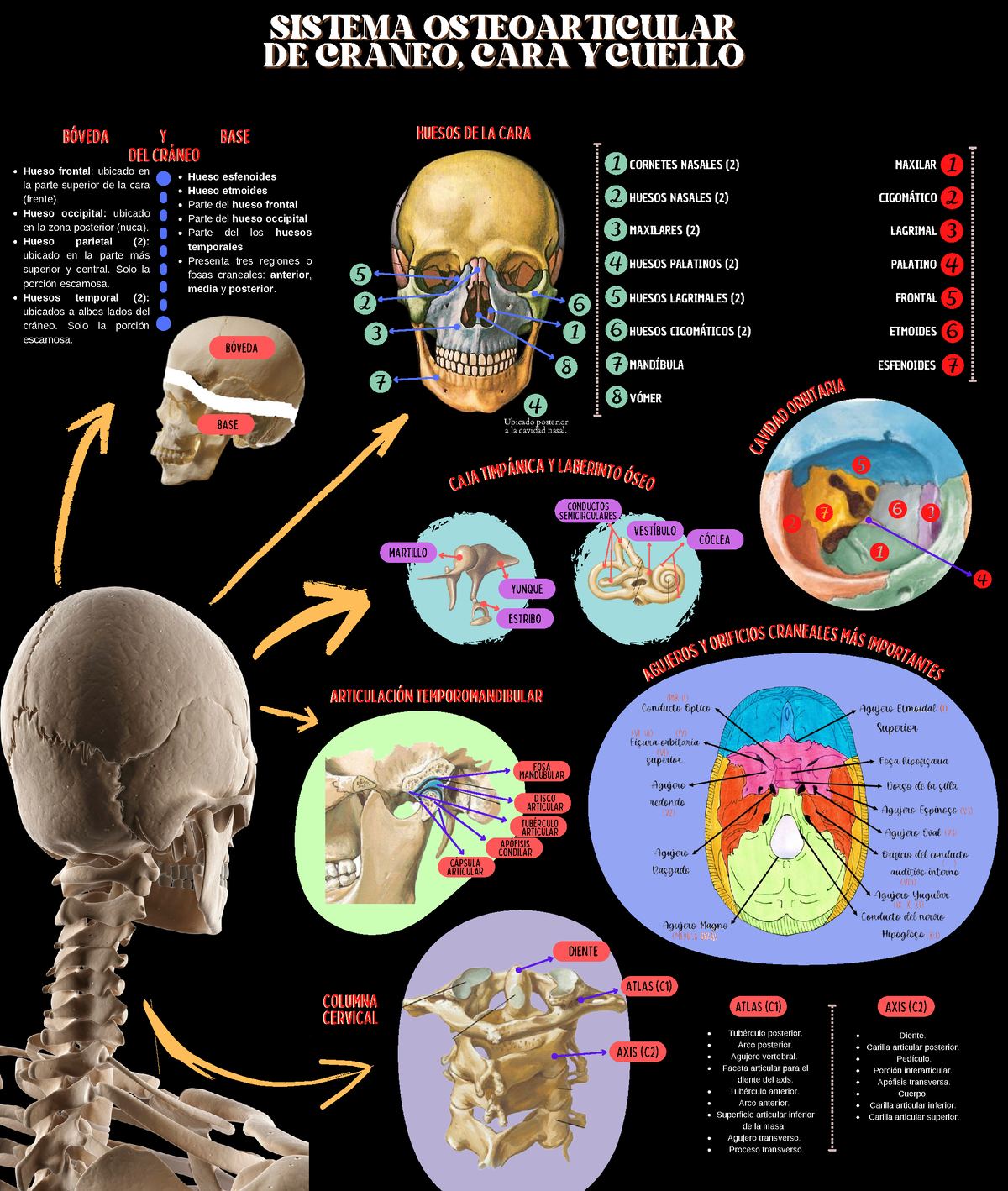 Map Quiz: Huesos del esqueleto humano (biología - esqueleto humano)