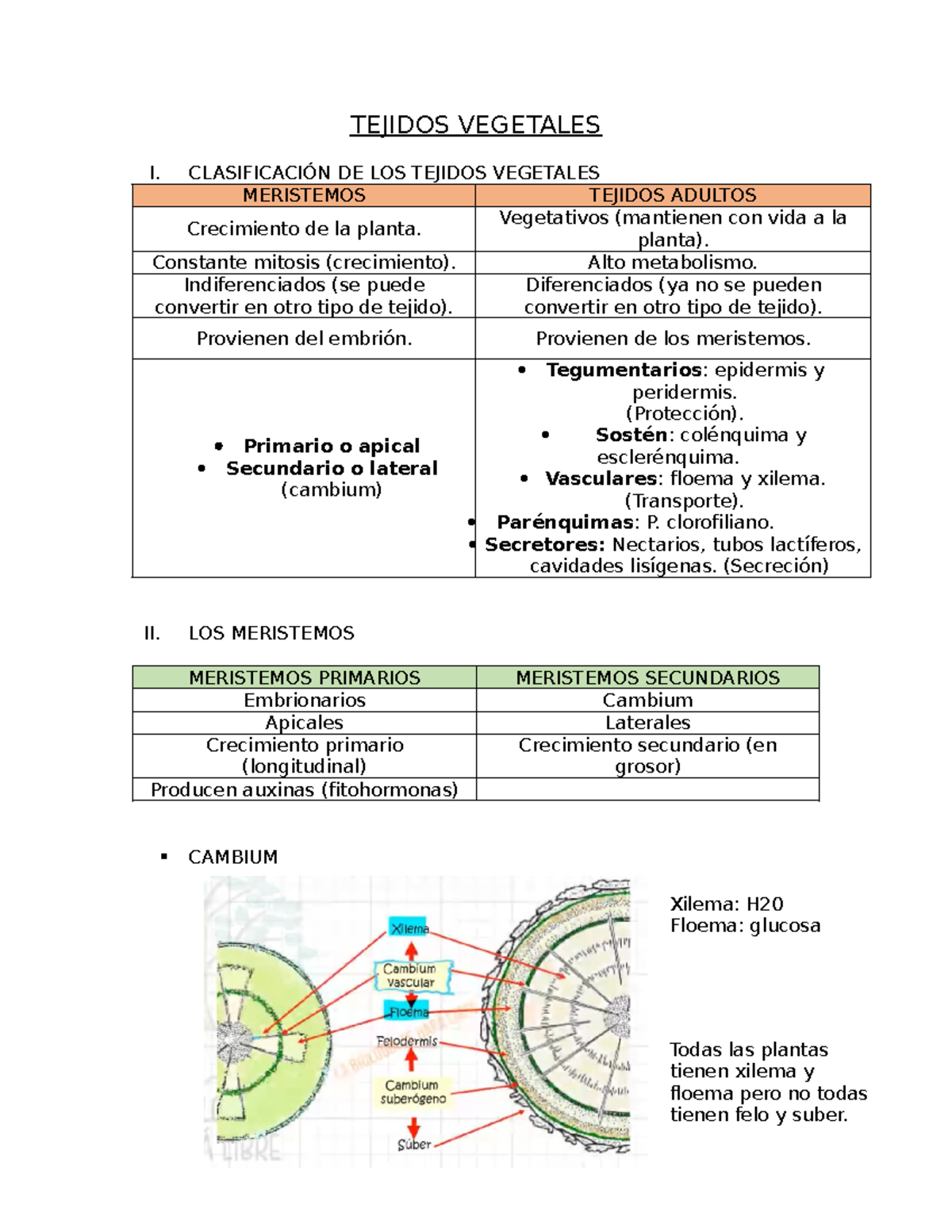 Tejidos Vegetales - TEJIDOS VEGETALES I. CLASIFICACIÓN DE LOS TEJIDOS ...