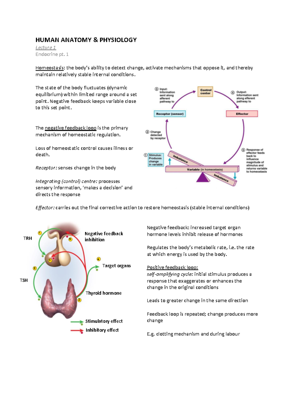 Human Anatomy endocrine - Warning: TT: undefined function: 32 Warning ...