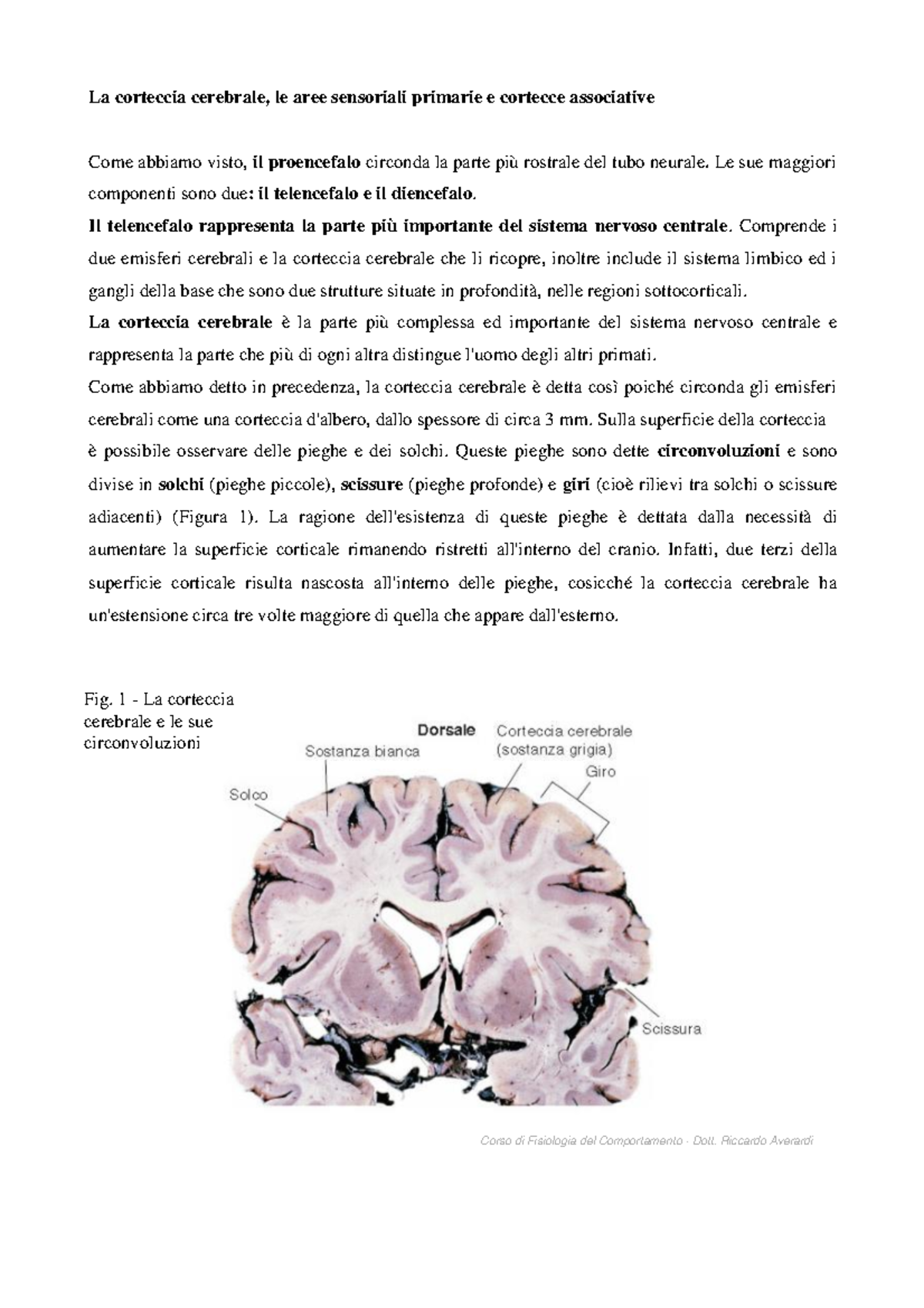 1 - 4 - La Corteccia Cerebrale - La Corteccia Cerebrale, Le Aree ...