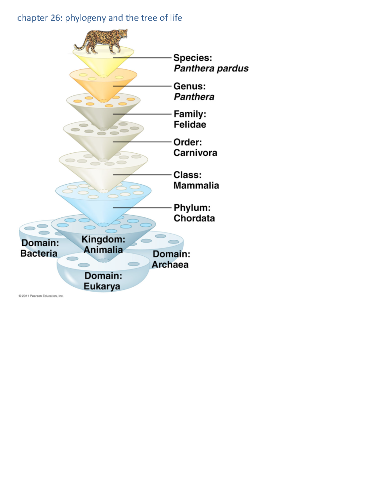 Phylogeny And The Tree Of Life Chapter 26 Phylogeny And The Tree Of