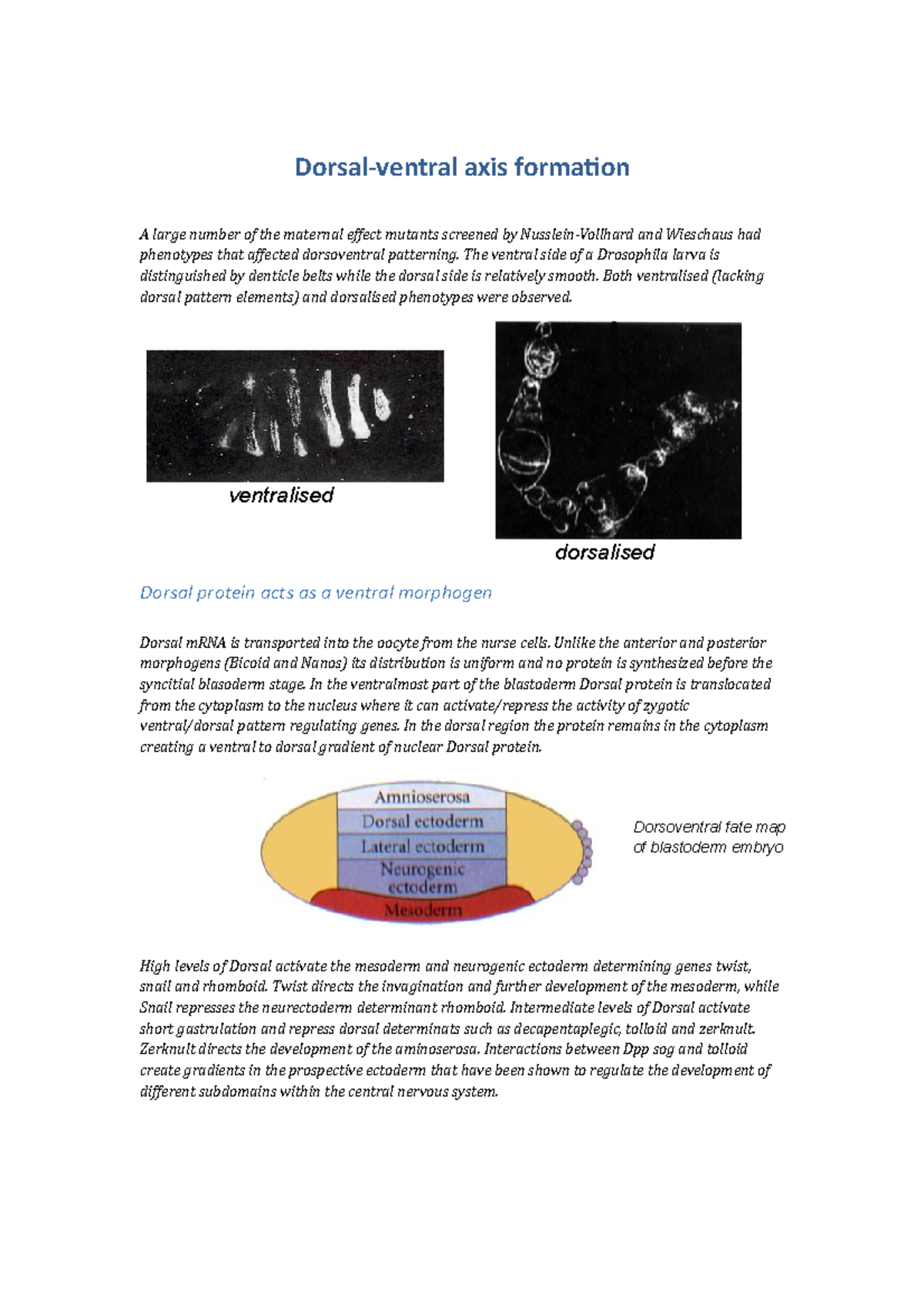 05 Dorsalventral patterning notes Dorsalventral axis formation A