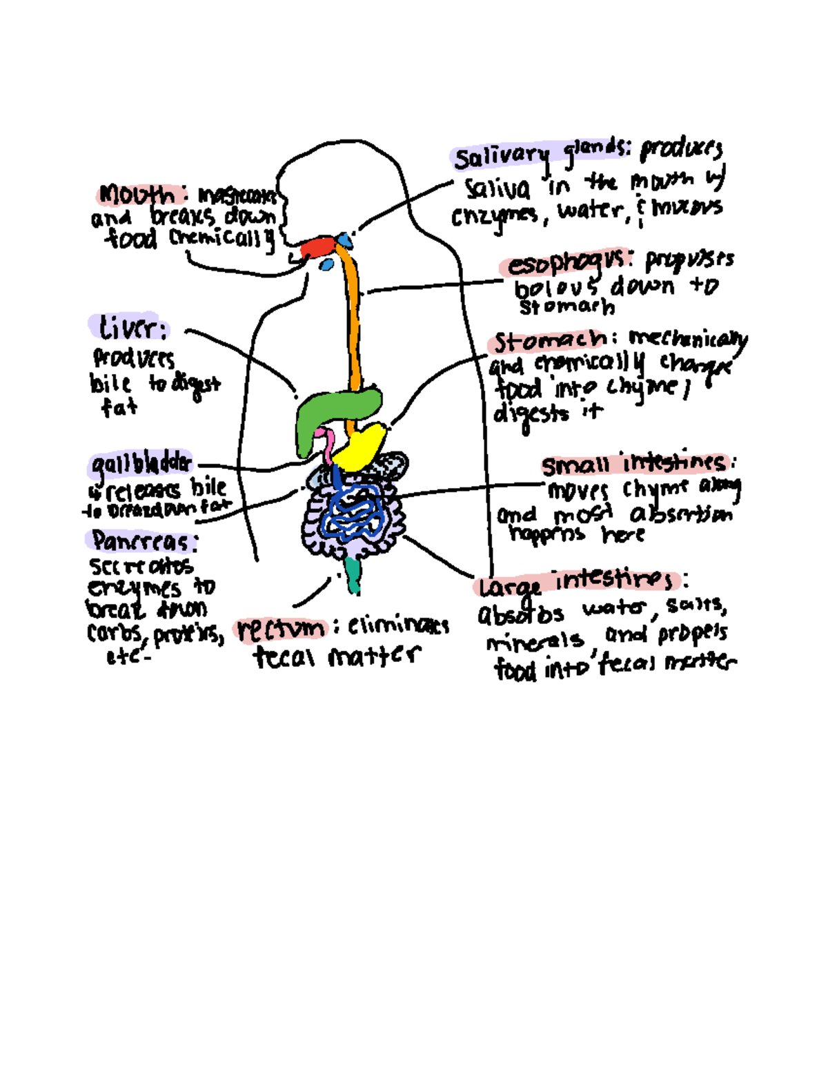 Digestive system drawing - NUTR 112 - Studocu