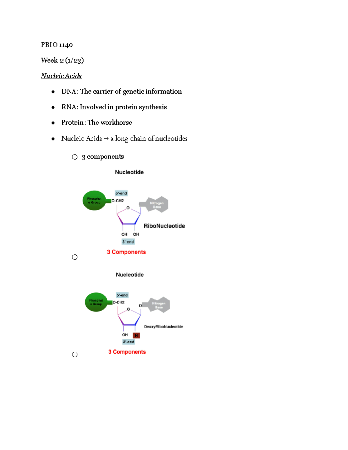 Cells and Nucleic Acids PBIO 1140 Week 2 (1/23) Nucleic Acids DNA