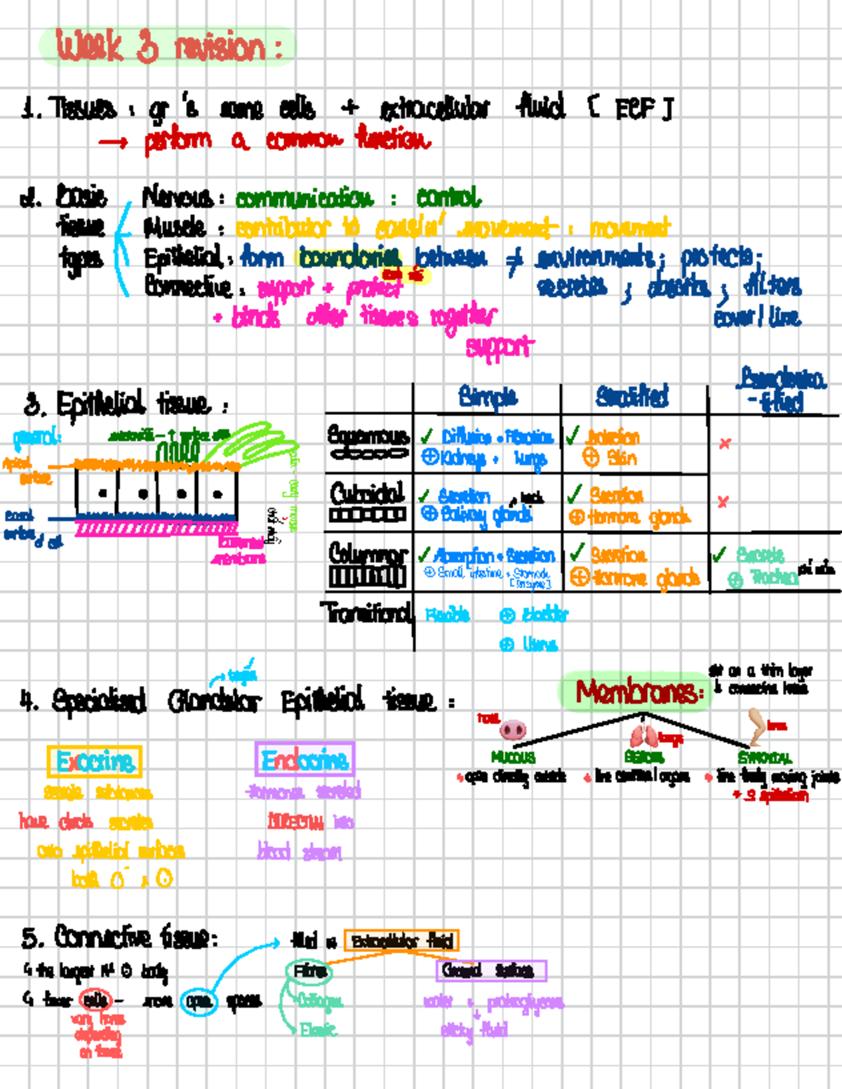 Module 2.2 Support - Notes in class - 🫁 week 3 revision : Tissues : gr ...