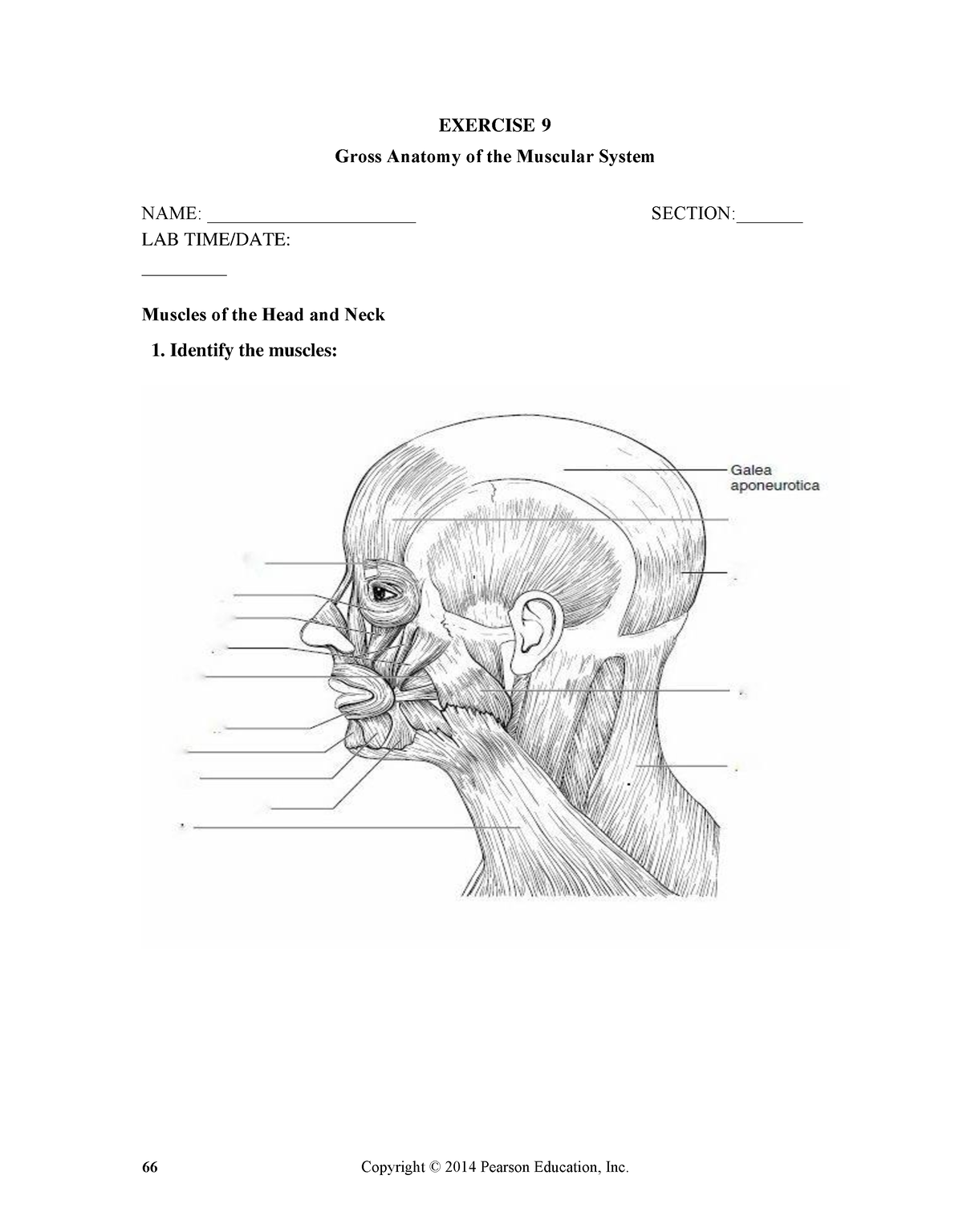 Gross Anatomy Of Muscles - EXERCISE 9 Gross Anatomy Of The Muscular ...