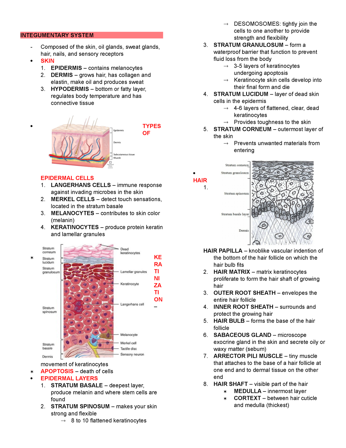 Transes - It is a trans for a subject - INTEGUMENTARY SYSTEM Composed ...