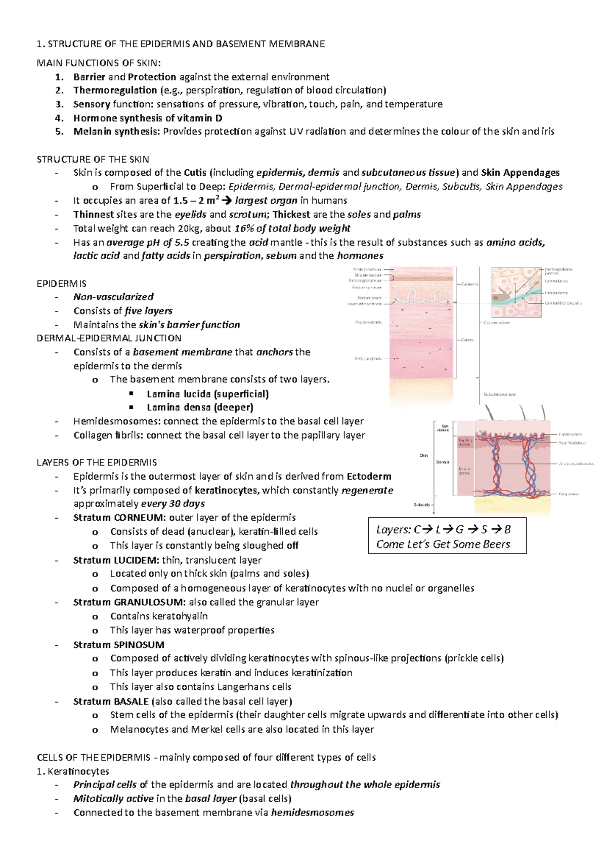 1 - Grade: 6 - 1. STRUCTURE OF THE EPIDERMIS AND BASEMENT MEMBRANE MAIN ...