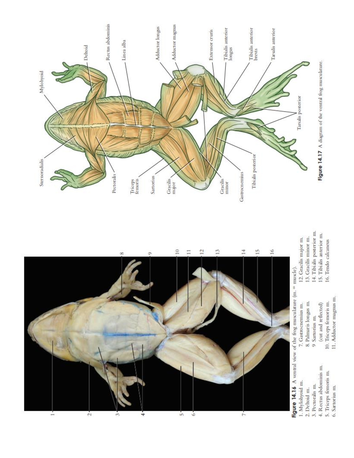 Zoolab- Muscles-1 - Practice - BS Bio - Studocu