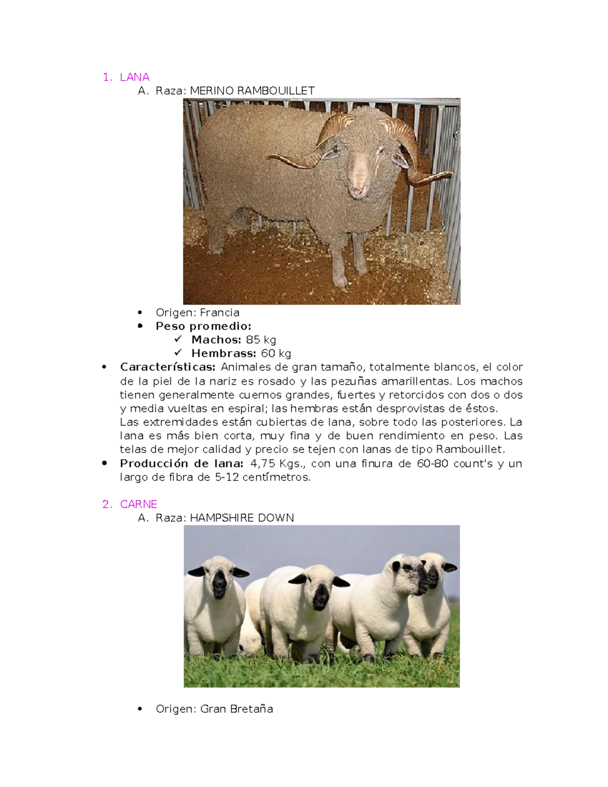 Razas DE Ovinos - Trabajo de exposición. - 1. LANA A. Raza: MERINO ...