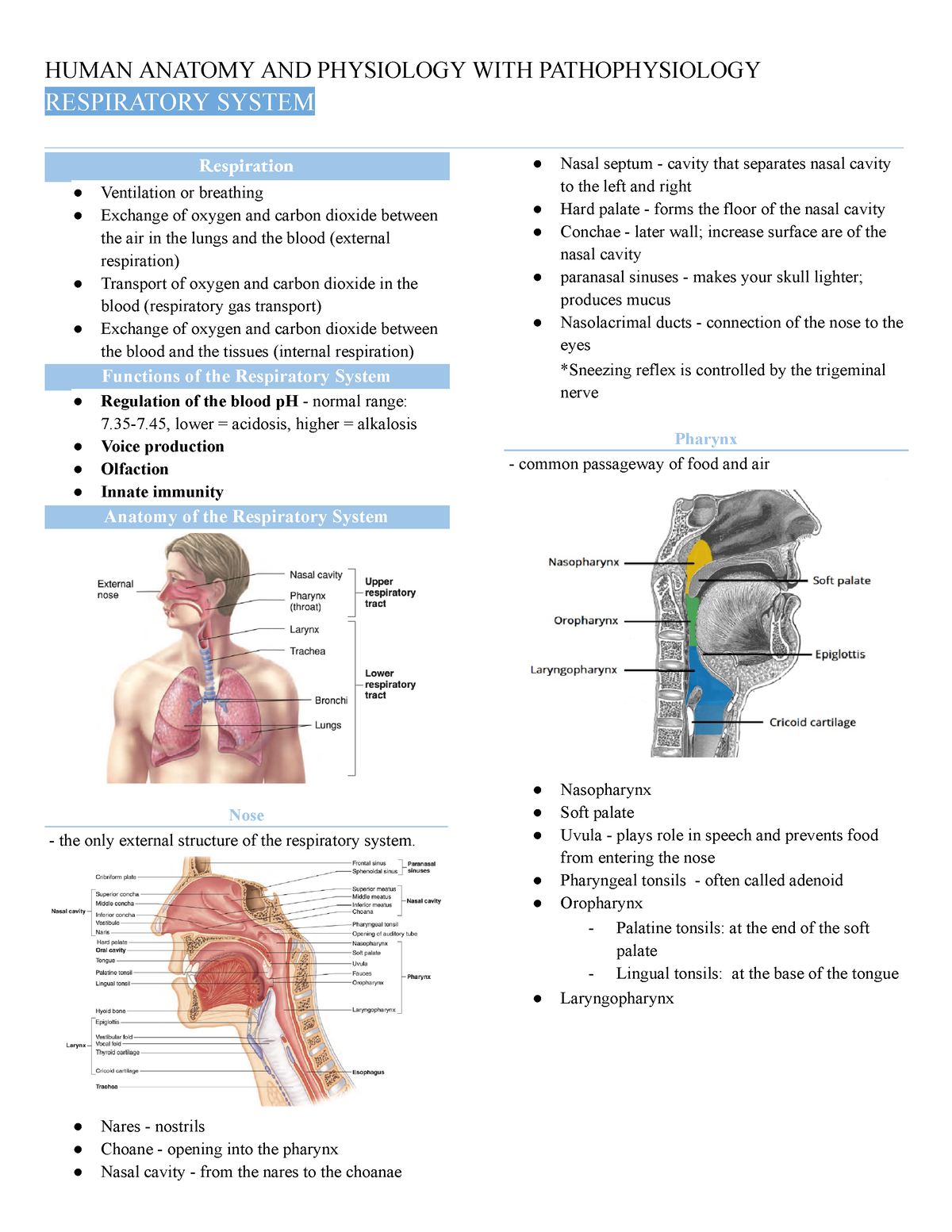 Respiratory system - RESPIRATORY SYSTEM - Studocu