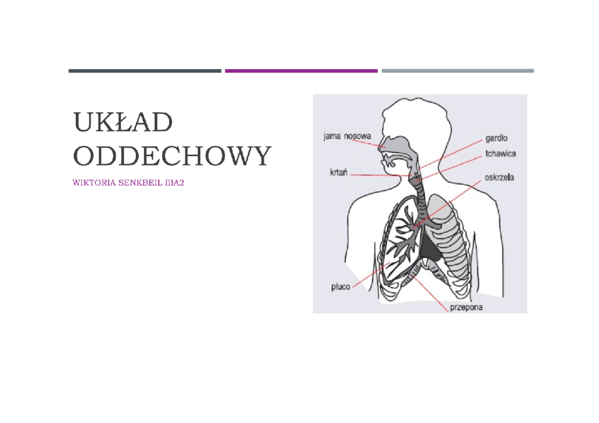 Układ oddechowy (w formie prezentacji) - Biologia rozszerzona - Studocu