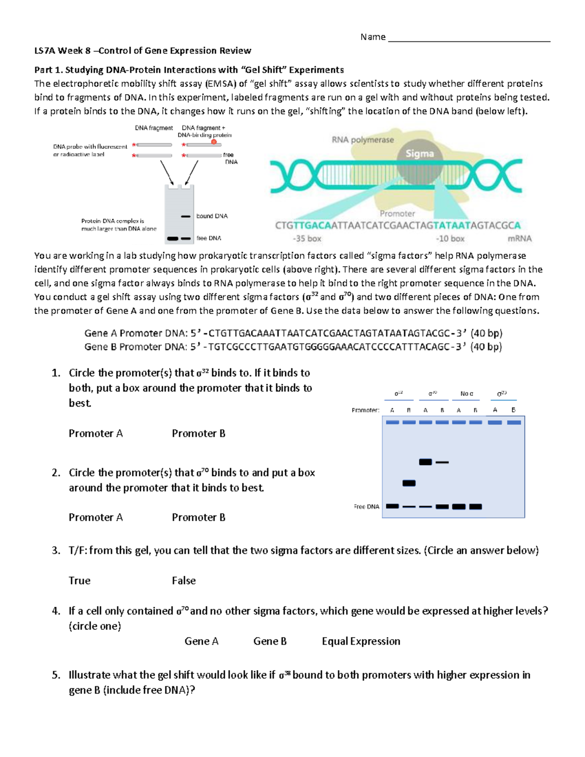 Updated Week 8 Gel Shift & Genome Browser W22 - Name ...