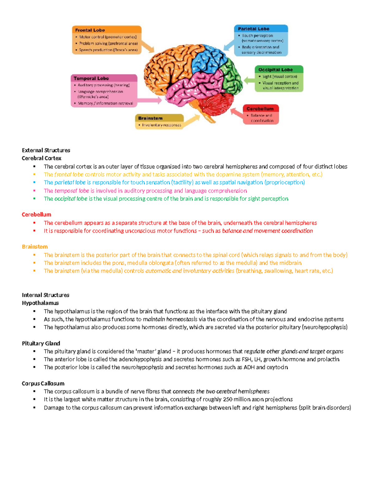 Brain functions - External Structures Cerebral Cortex The cerebral ...