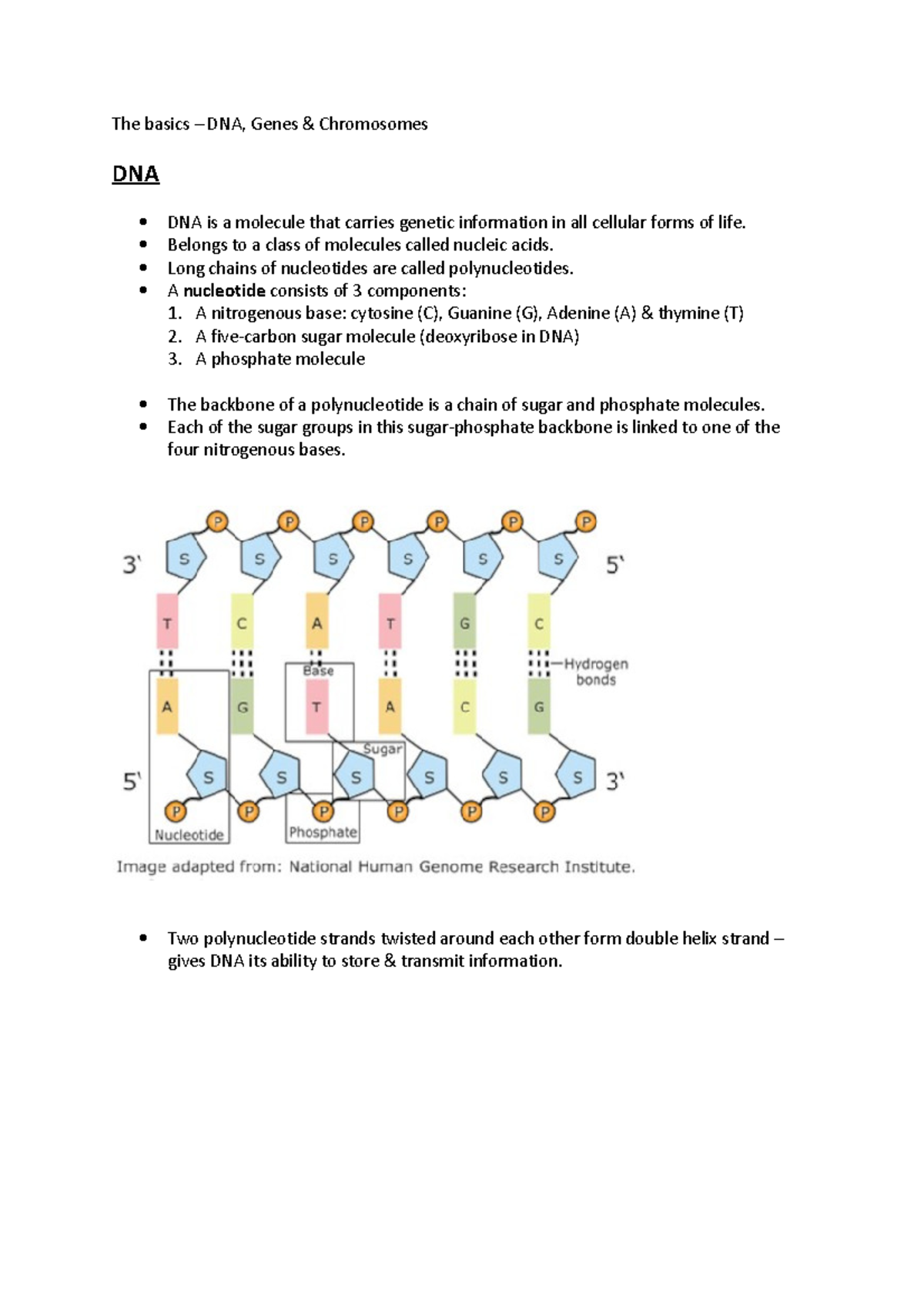 The Basics - Basic Understanding On Genetics - The Basics – DNA, Genes ...