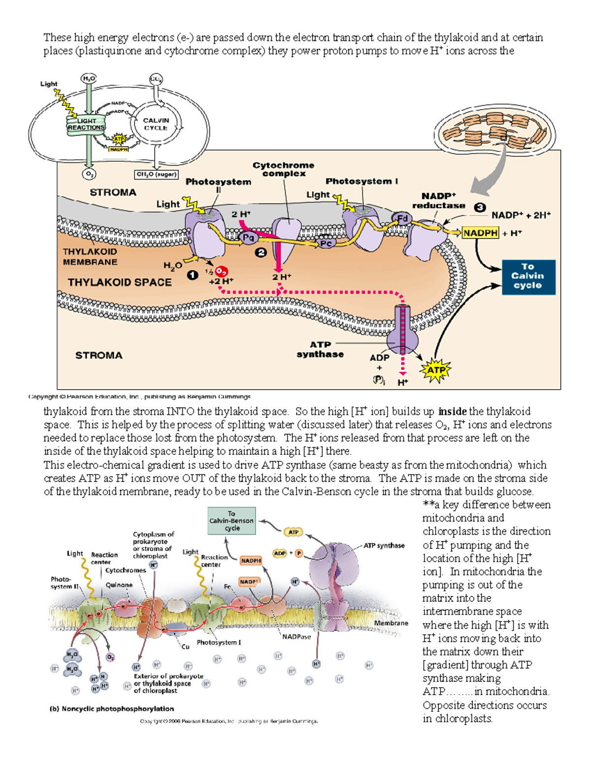 photosynthesis 3 - These high energy electrons (e-) are passed down the ...