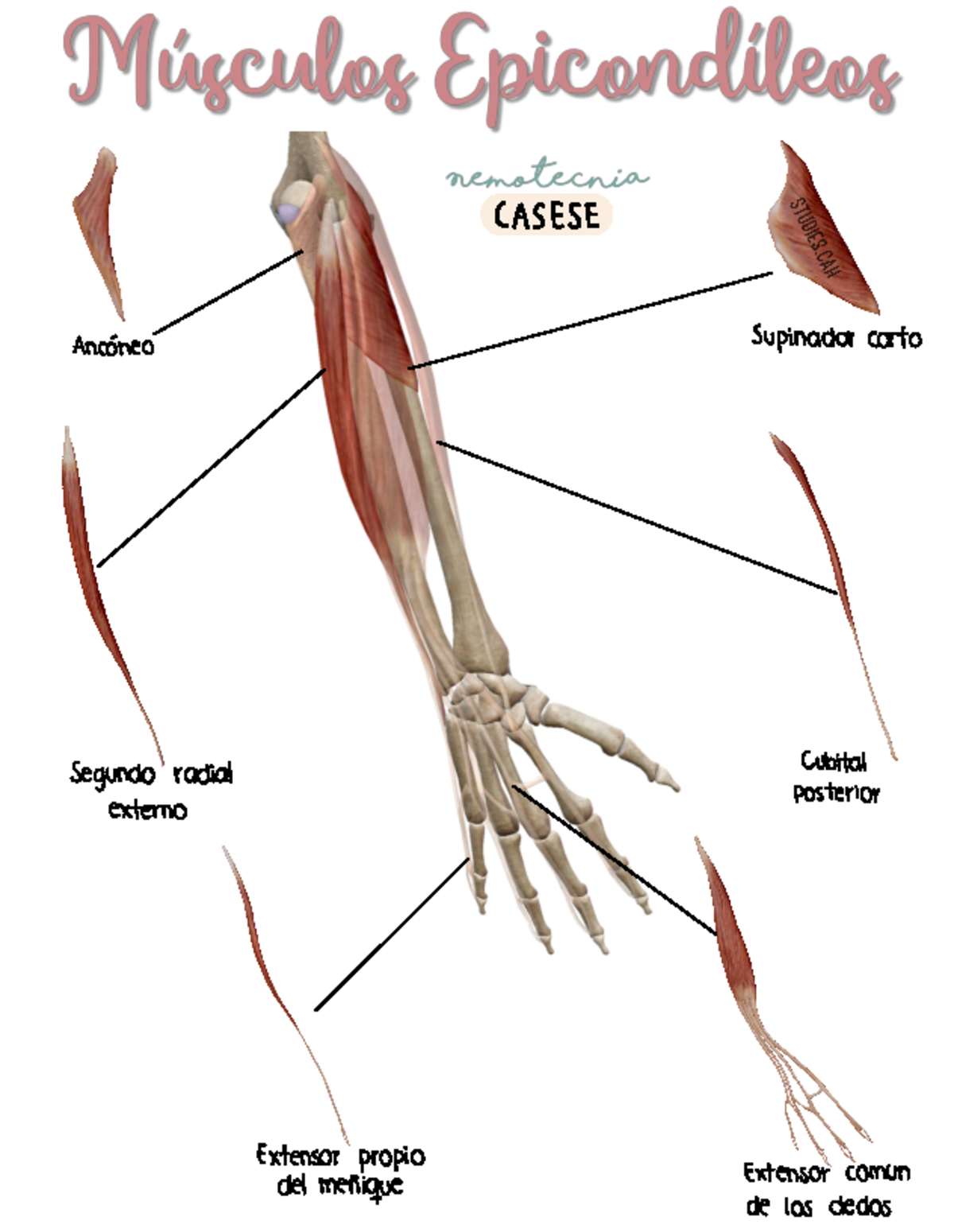 Músculos Epicondíleos - Anatomia - CASESE Ancóneo - Supinador corto ...