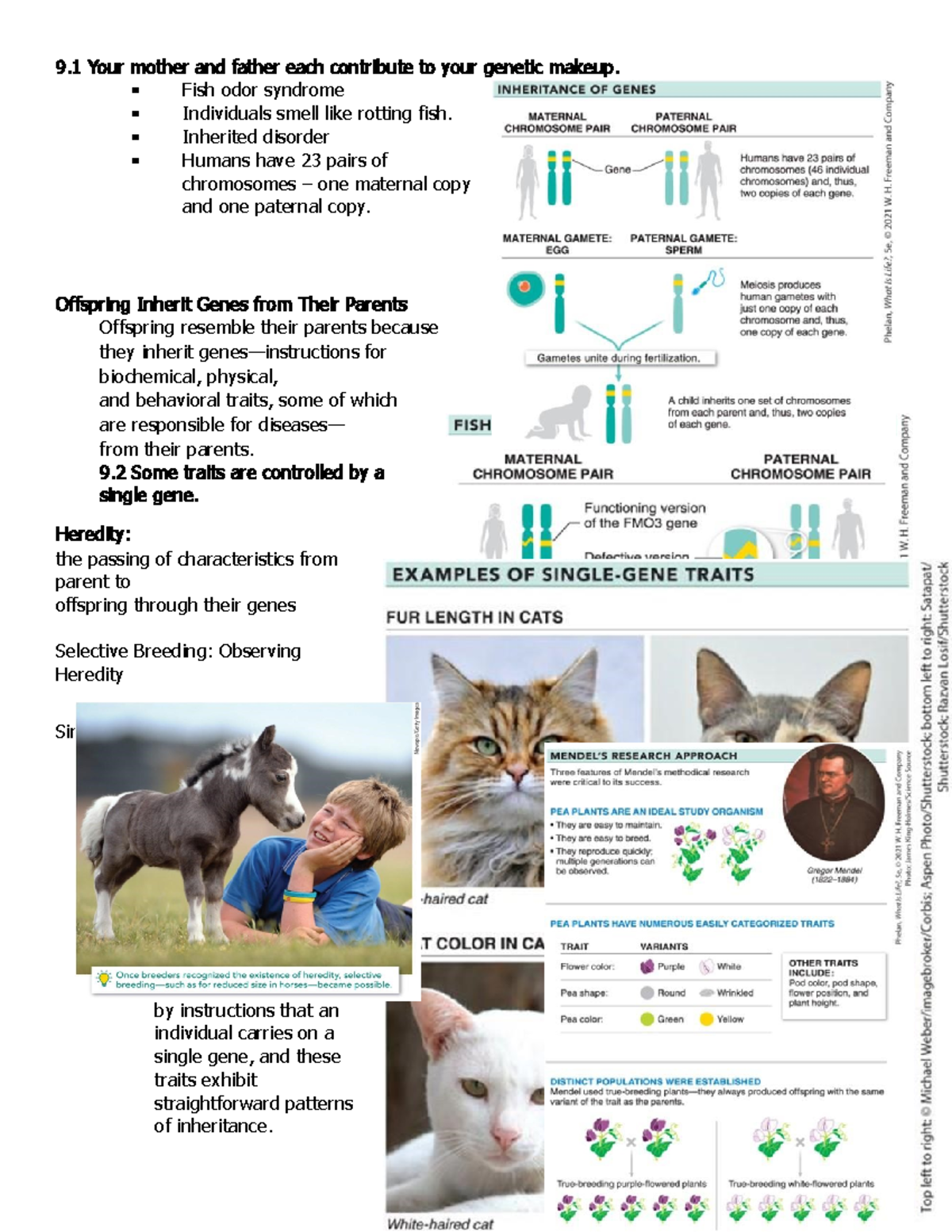 Exploring Biology Chapter 9 Notes - 1 Your mother and father each ...