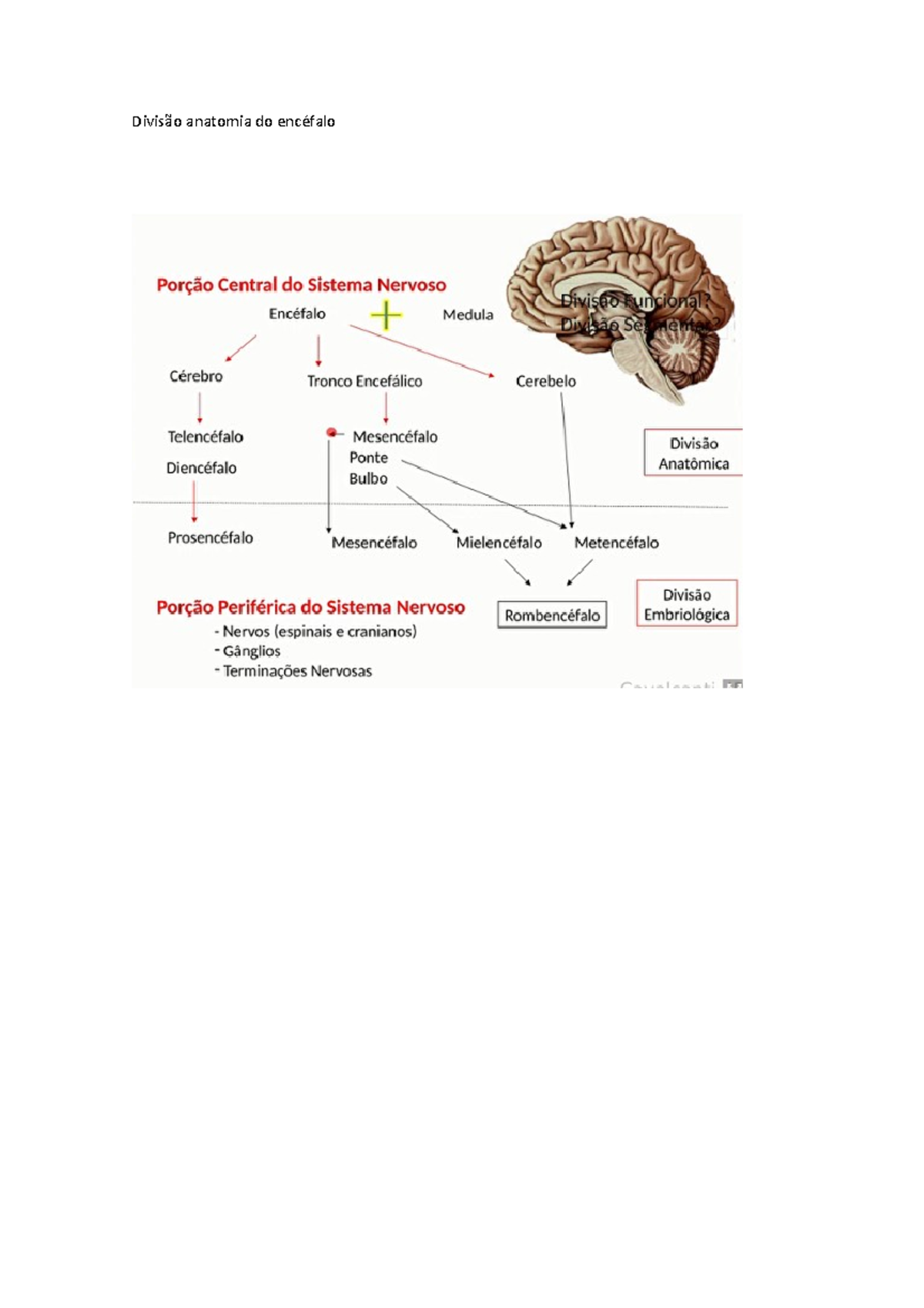 Divisao anatomica encefalo - Módulo Morfofuncional I - Divisão anatomia ...