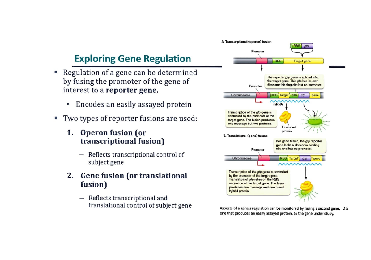 Chap 12 Microbiology - Chapter 12 Notes - Exploring Gene Regulation ...